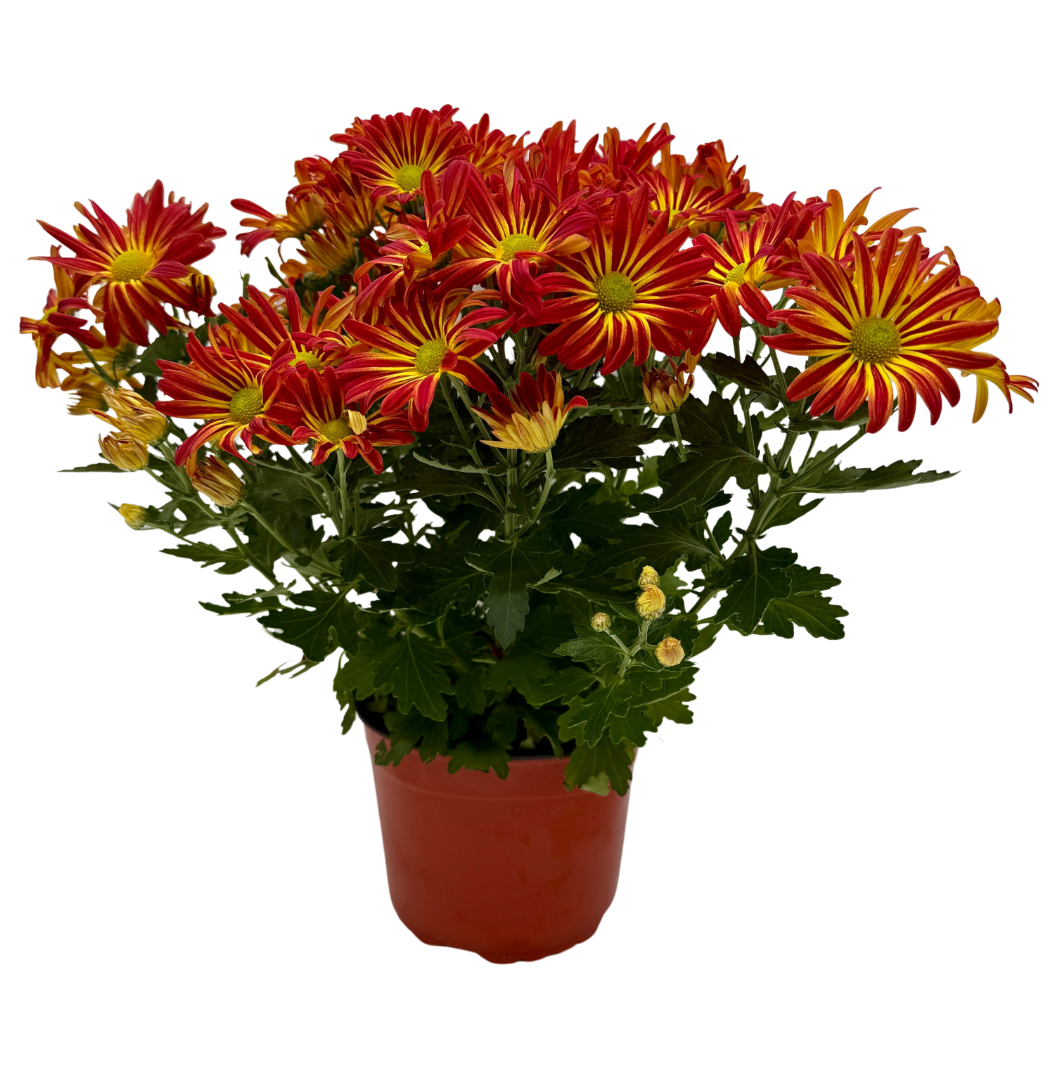 Mums (Chrysanthemum) live plant, photo 1 - Austin Jungle Co.