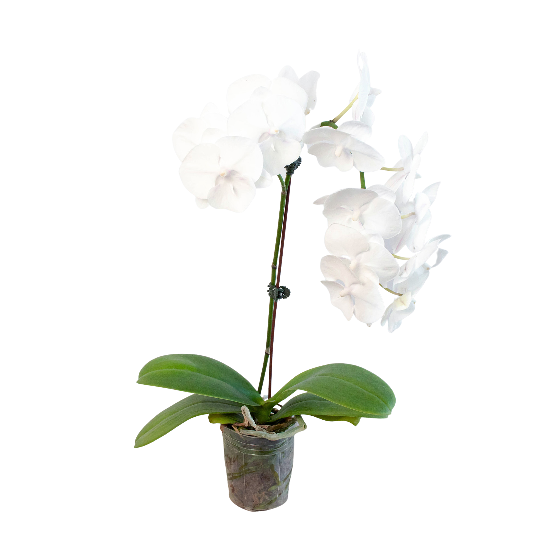 Orchid 'White Phalaenopsis' 4" Pot Austin Jungle Co.