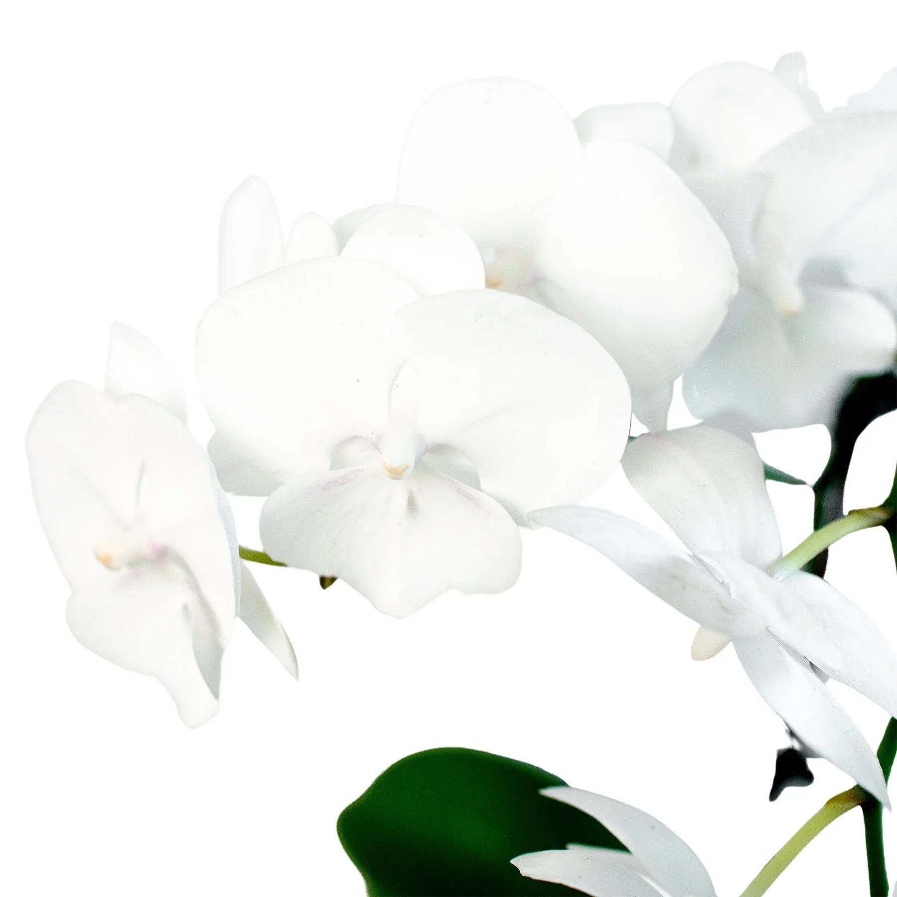 Orchid 'White Phalaenopsis' 4" Pot Austin Jungle Co.