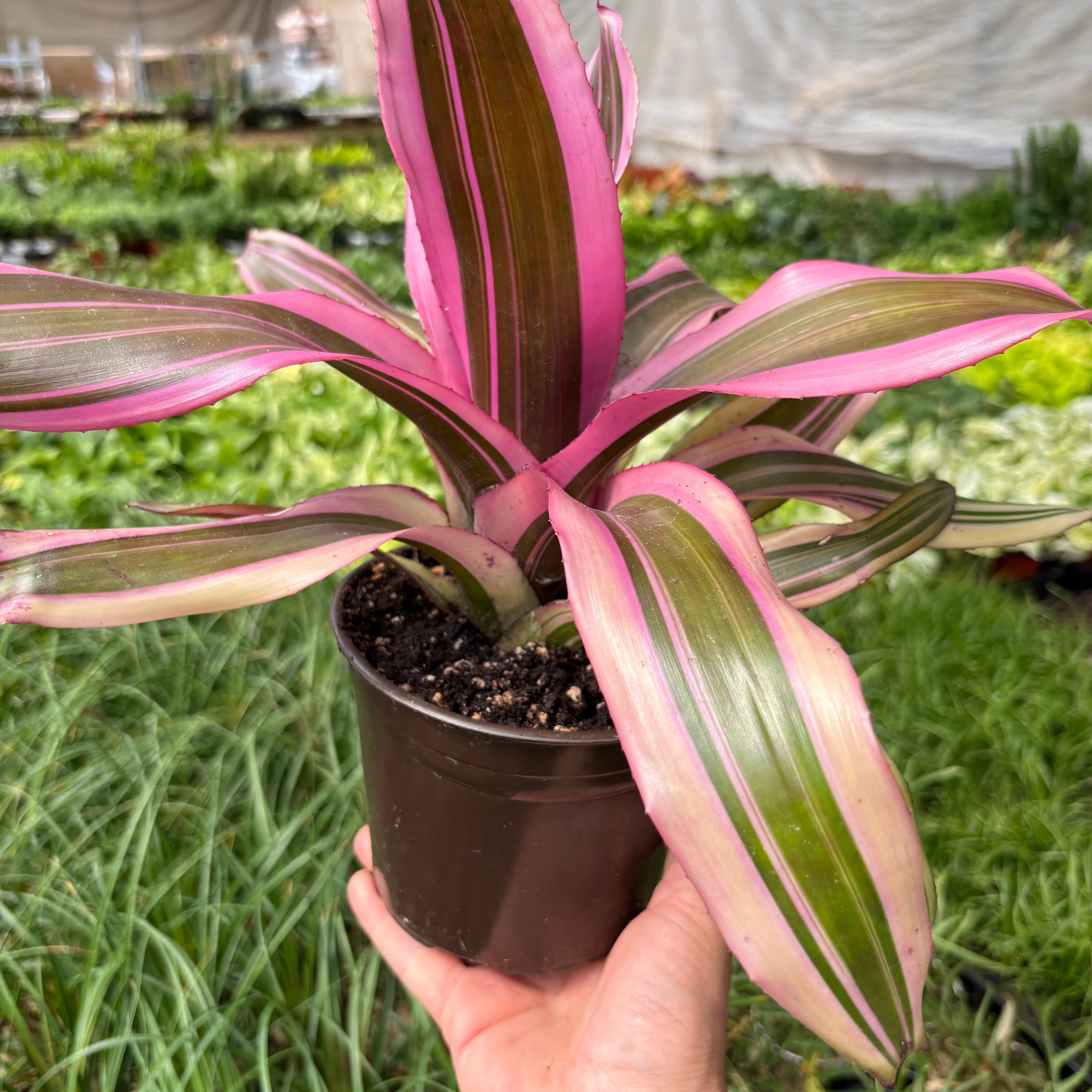 Bromeliad 'Pink Magic' Indoor Plants 6" Pot Austin Jungle Co.