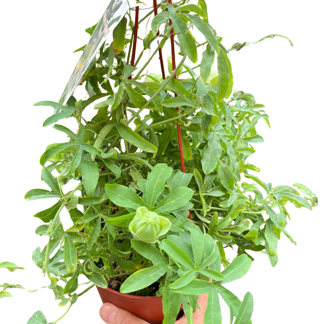 Passion Flower Indoor Plants 6" Pot Austin Jungle Co.