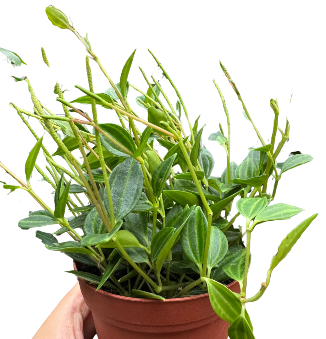 Peperomia 'Angulata' 4" Plant 4" Pot Austin Jungle Co.