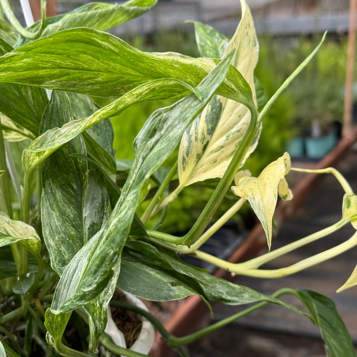 Pothos 'Mint Variegated' live plant, photo 4 - Austin Jungle Co.