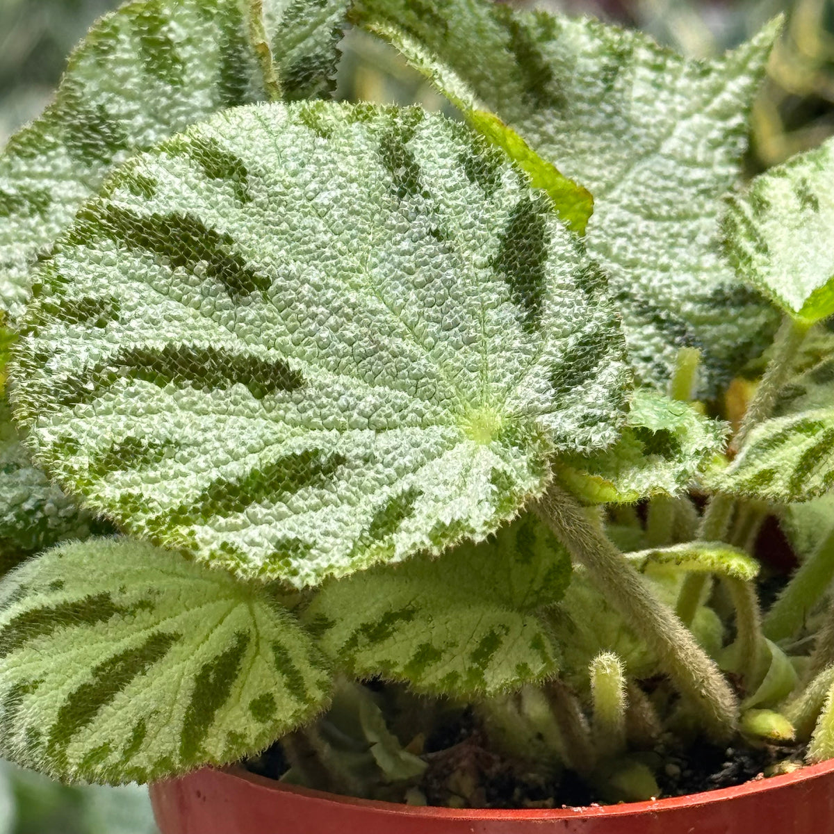 Begonia ‘Silver Jewel’ live plant, photo 3 - Austin Jungle Co.
