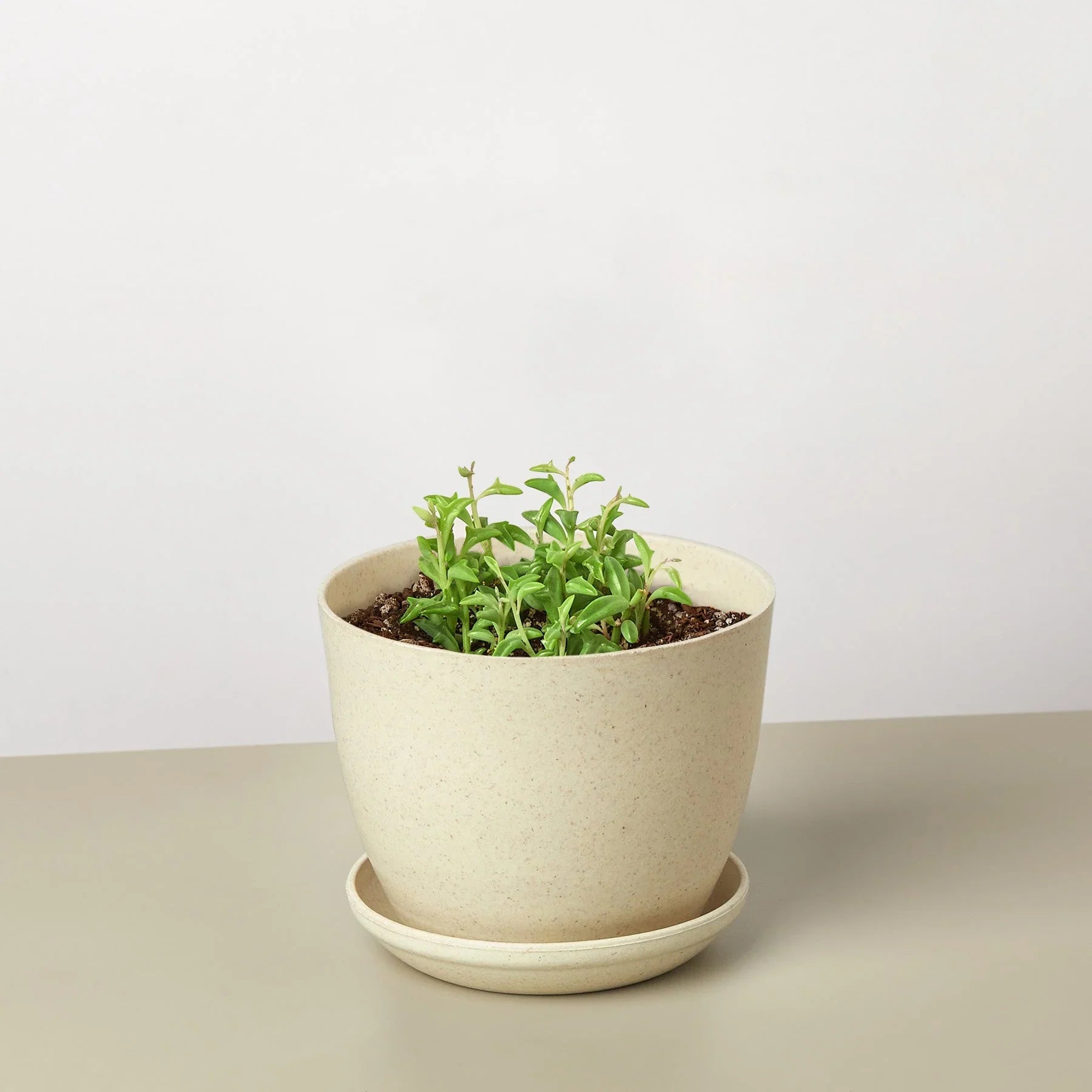 Succulent 'String of Dolphins' Succulent 4" Pot / Nursery Pot Austin Jungle Co.