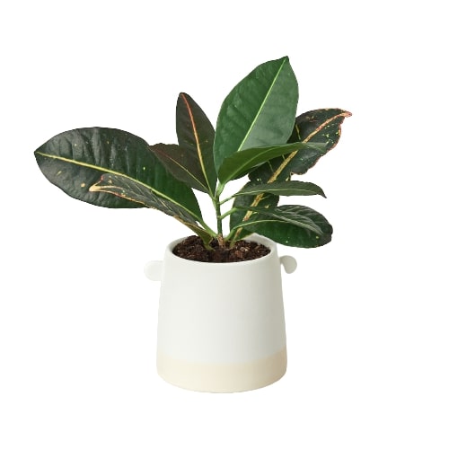Knob Cylinder Pot - 5 Inch Accessories ($10 Ship/31oz) Default Title Austin Jungle Co.