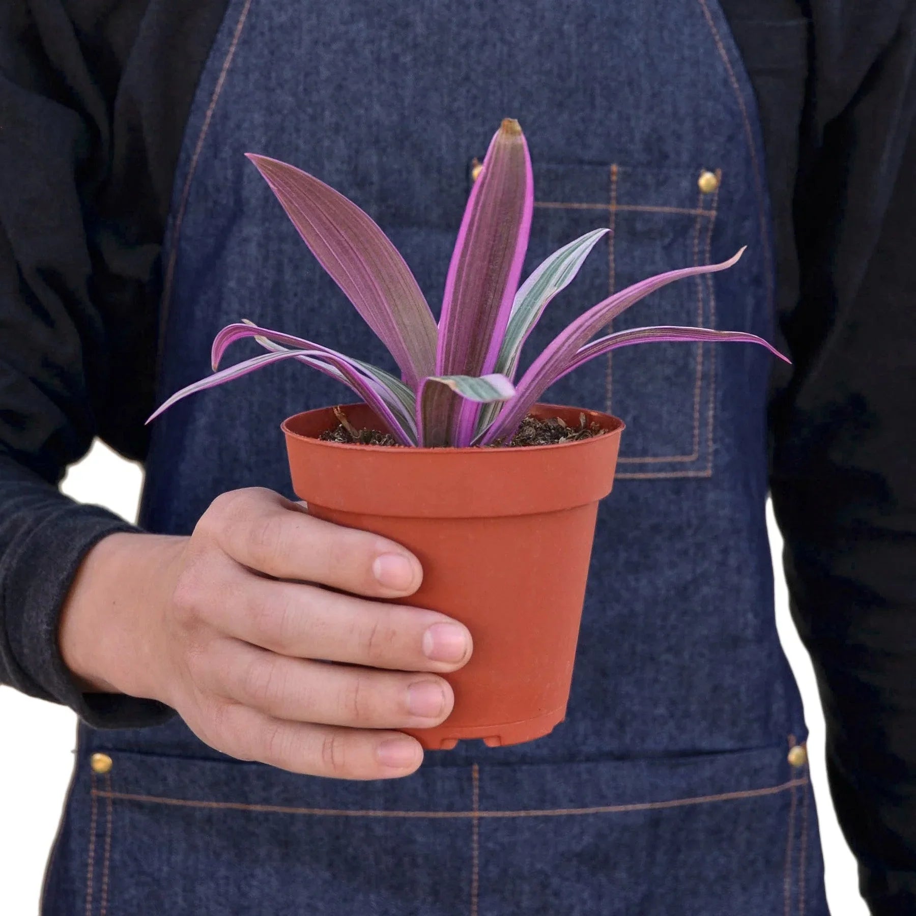 Oyster Plant 'Moses in the Cradle' Default 4" Pot Austin Jungle Co.