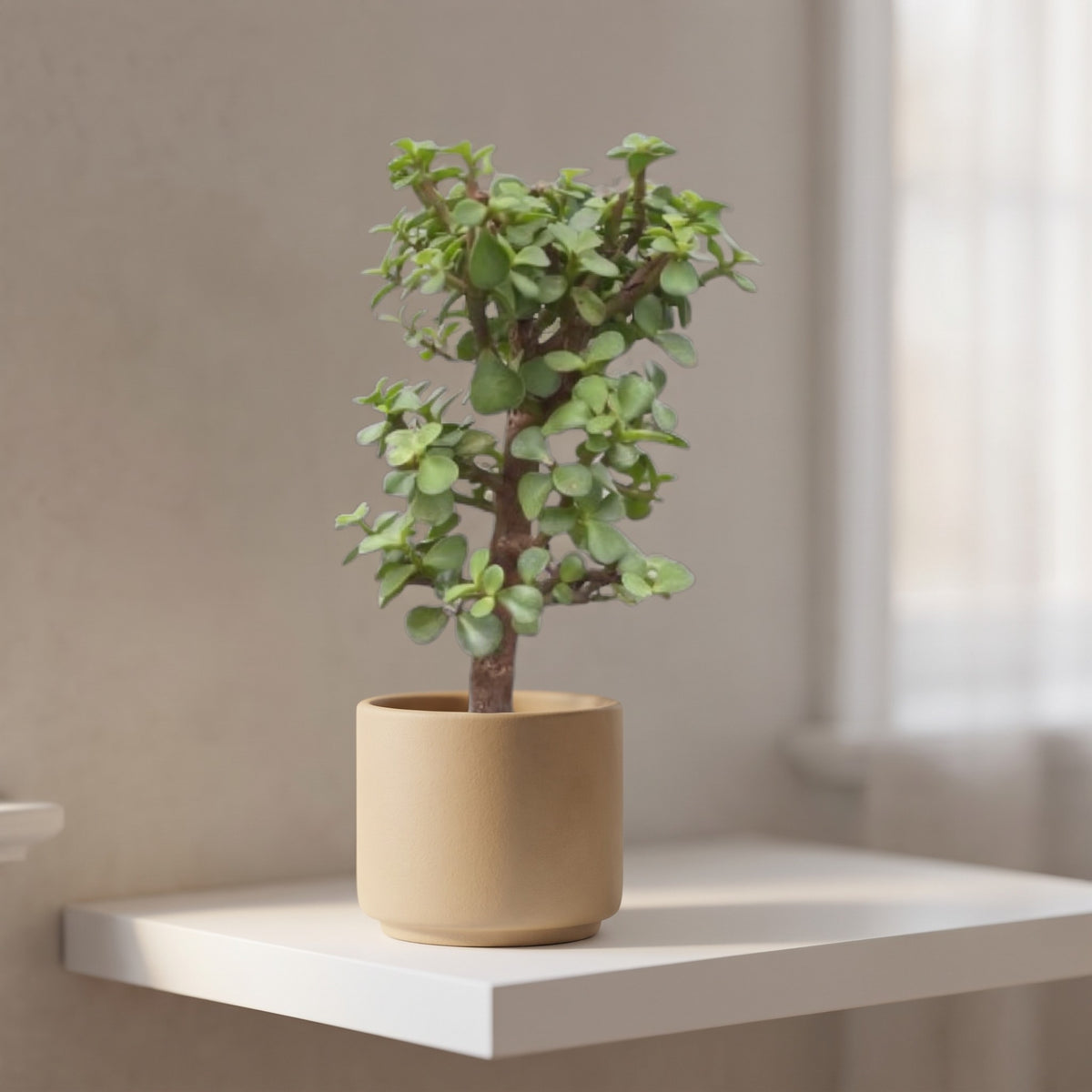 Bonsai Jade Dwarf Green shown in a beige ceramic pot (pot not included)