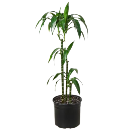 Dracaena 'Elegance' - 10" Pot 9" - 10" Plant Default Title Austin Jungle Co.