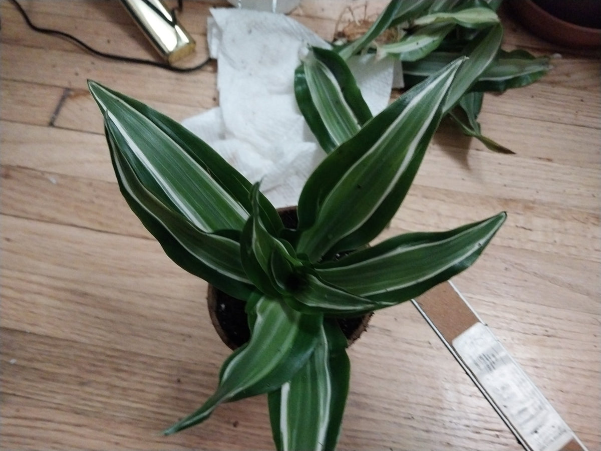 Dracaena 'Warneckii White Jewel' customer photo, healthy plant at home