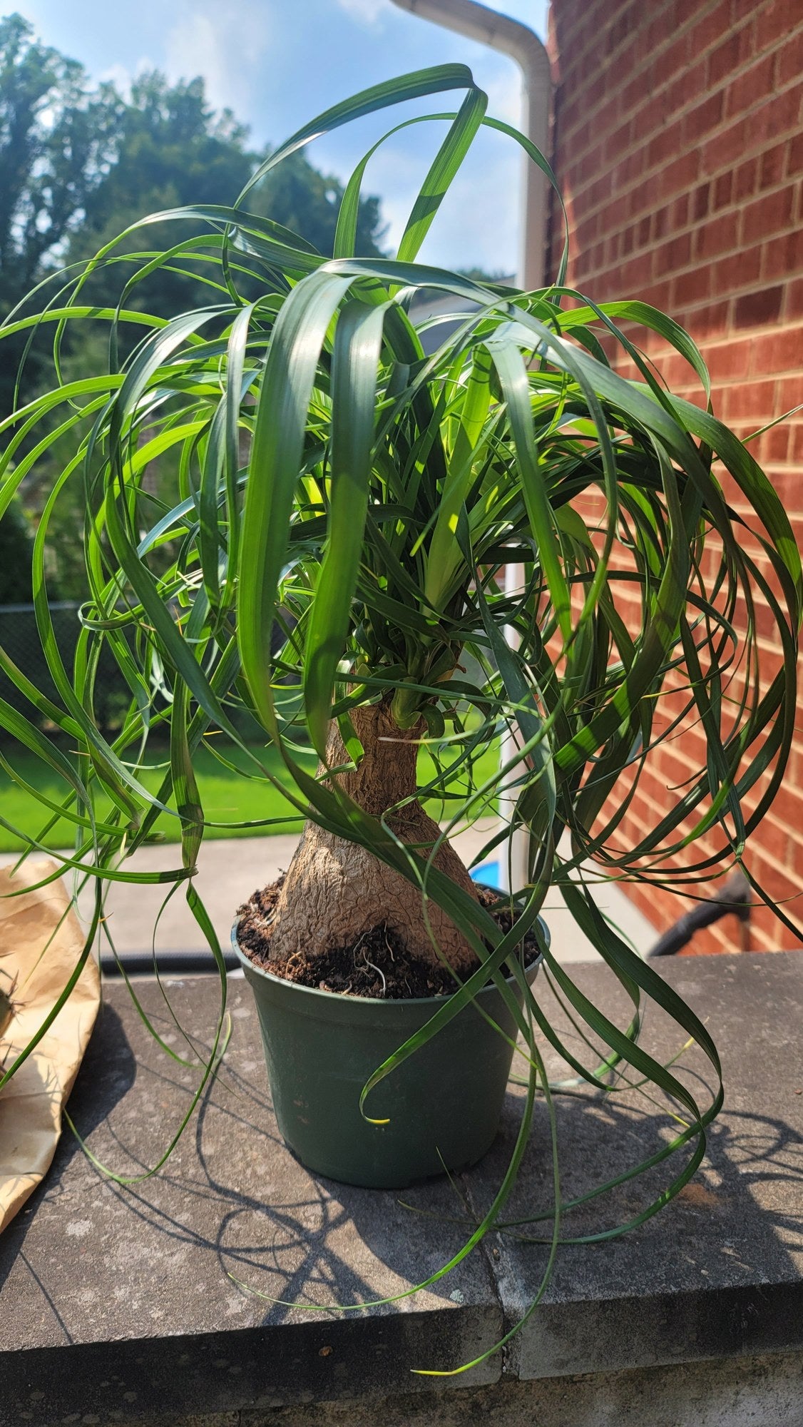 Ponytail Palm customer photo, 6 inch plant in nursery pot in natural light