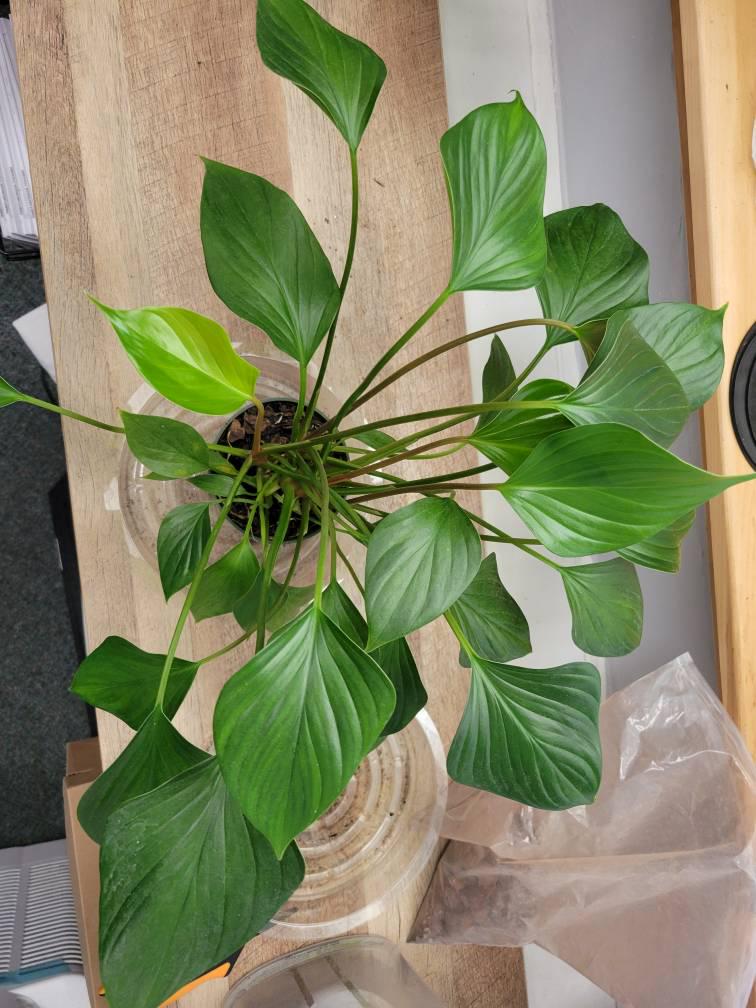 Homalomena 'Emerald Gem'