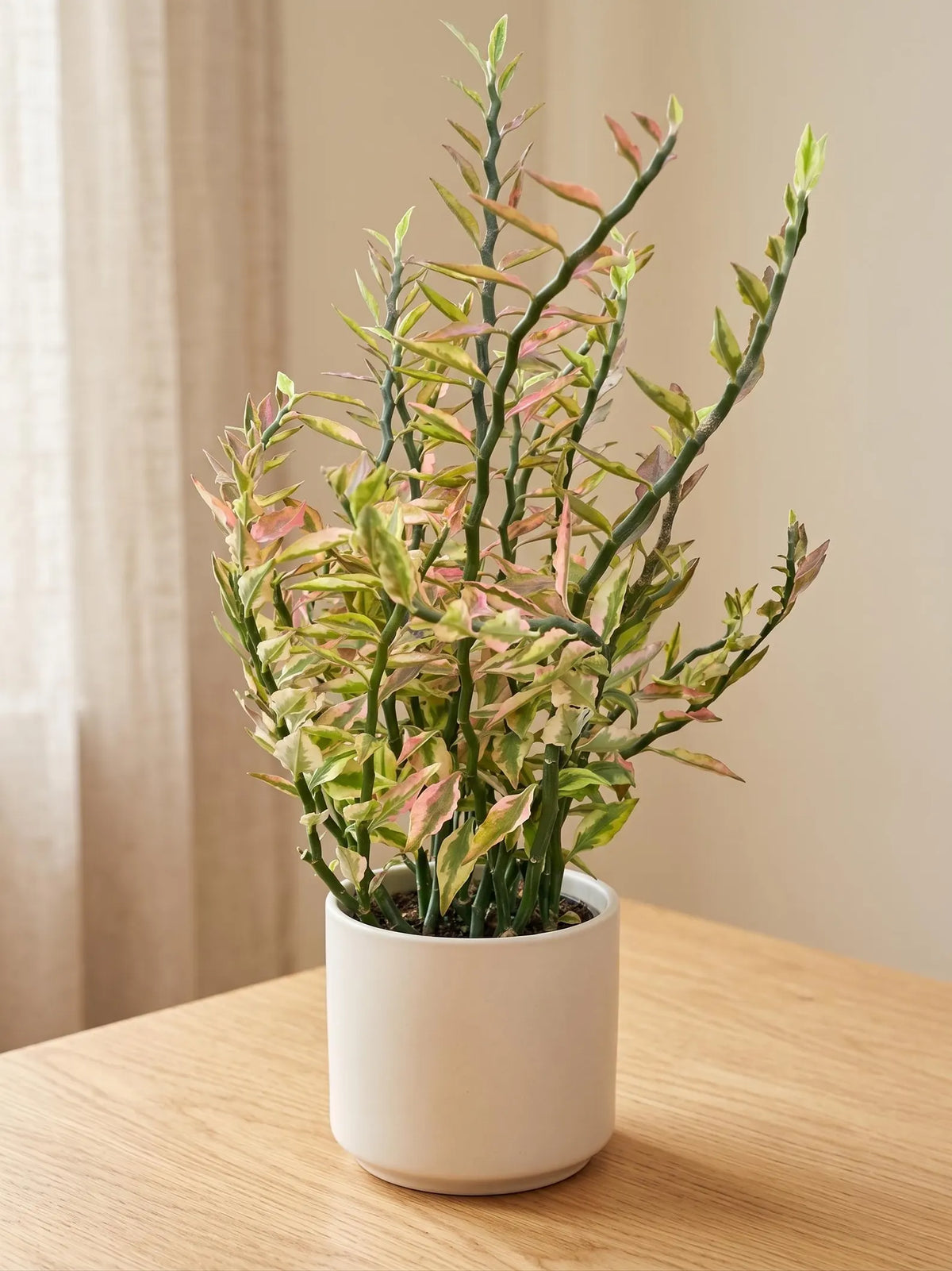 Variegated Devil's Backbone Euphorbia in a white pot on a table