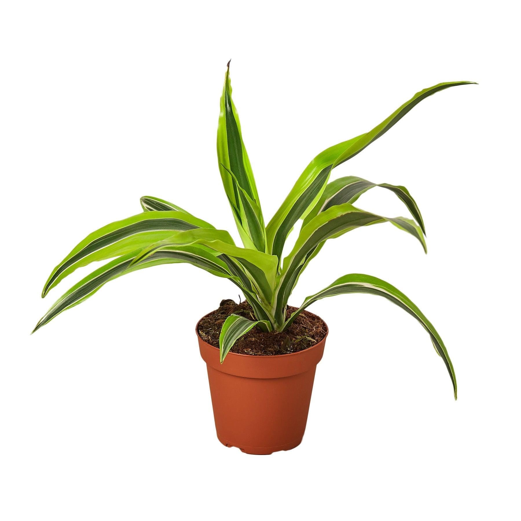 Austin Jungle Co. 4" Pot Indoor Plants Dracaena Deremensis 'Lemon Lime'