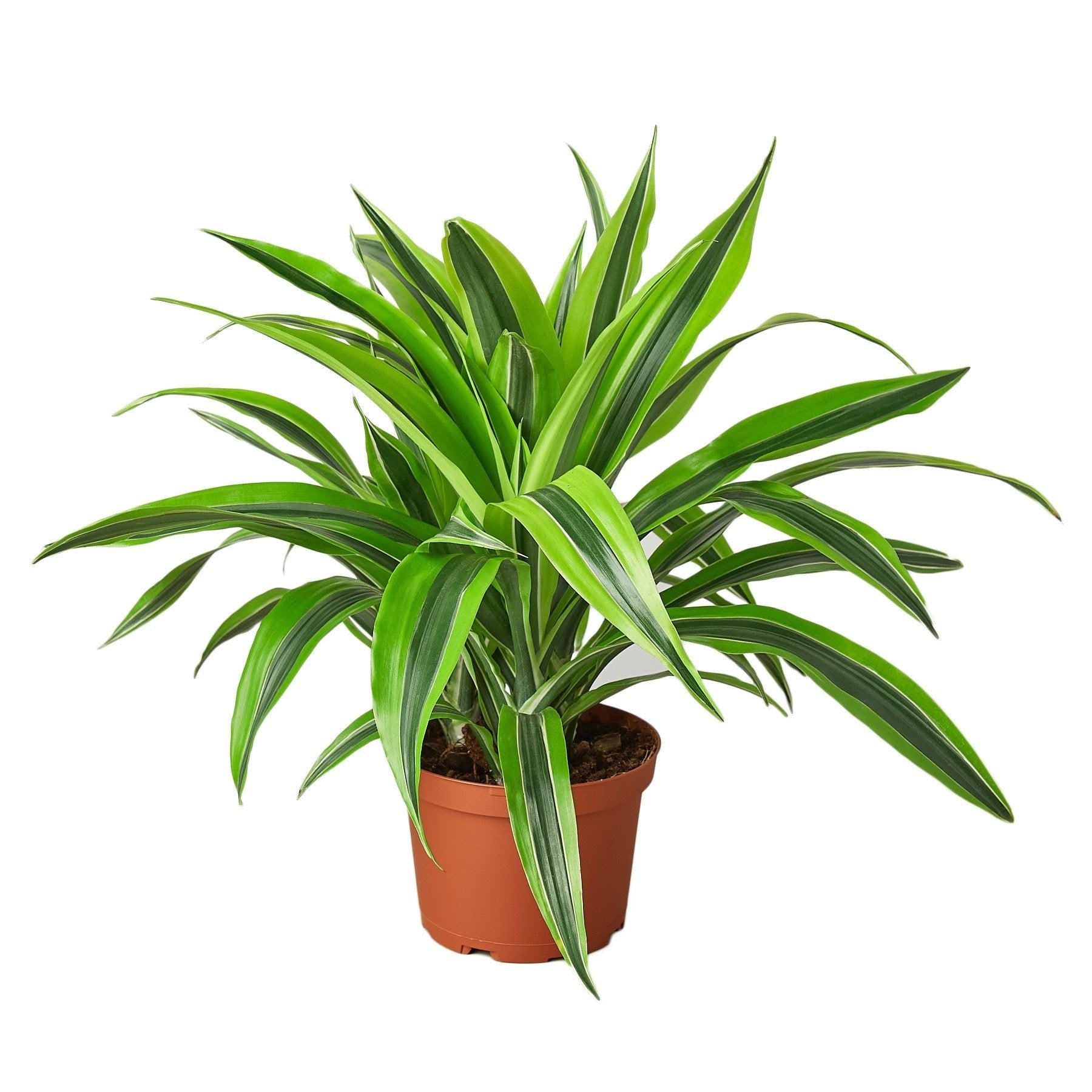 Austin Jungle Co. 4" Pot Indoor Plants Dracaena Deremensis 'Lemon Lime'