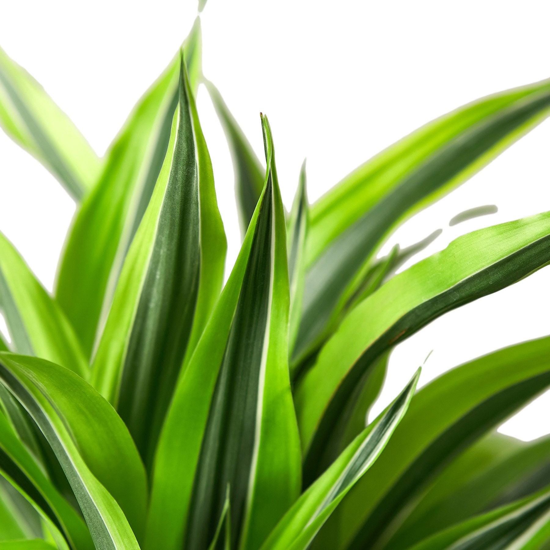 Austin Jungle Co. 4" Pot Indoor Plants Dracaena Deremensis 'Lemon Lime'