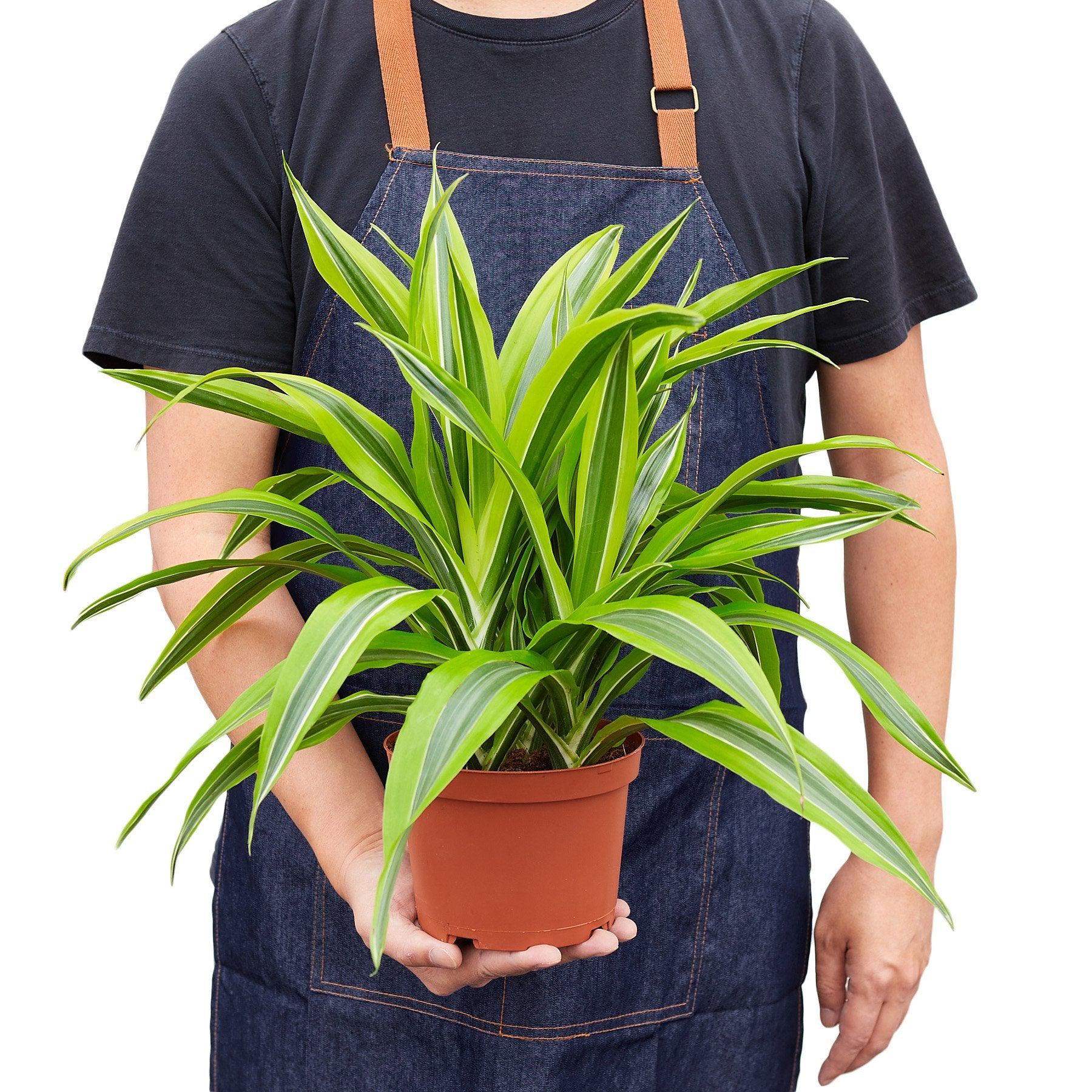 Austin Jungle Co. 4" Pot Indoor Plants Dracaena Deremensis 'Lemon Lime'