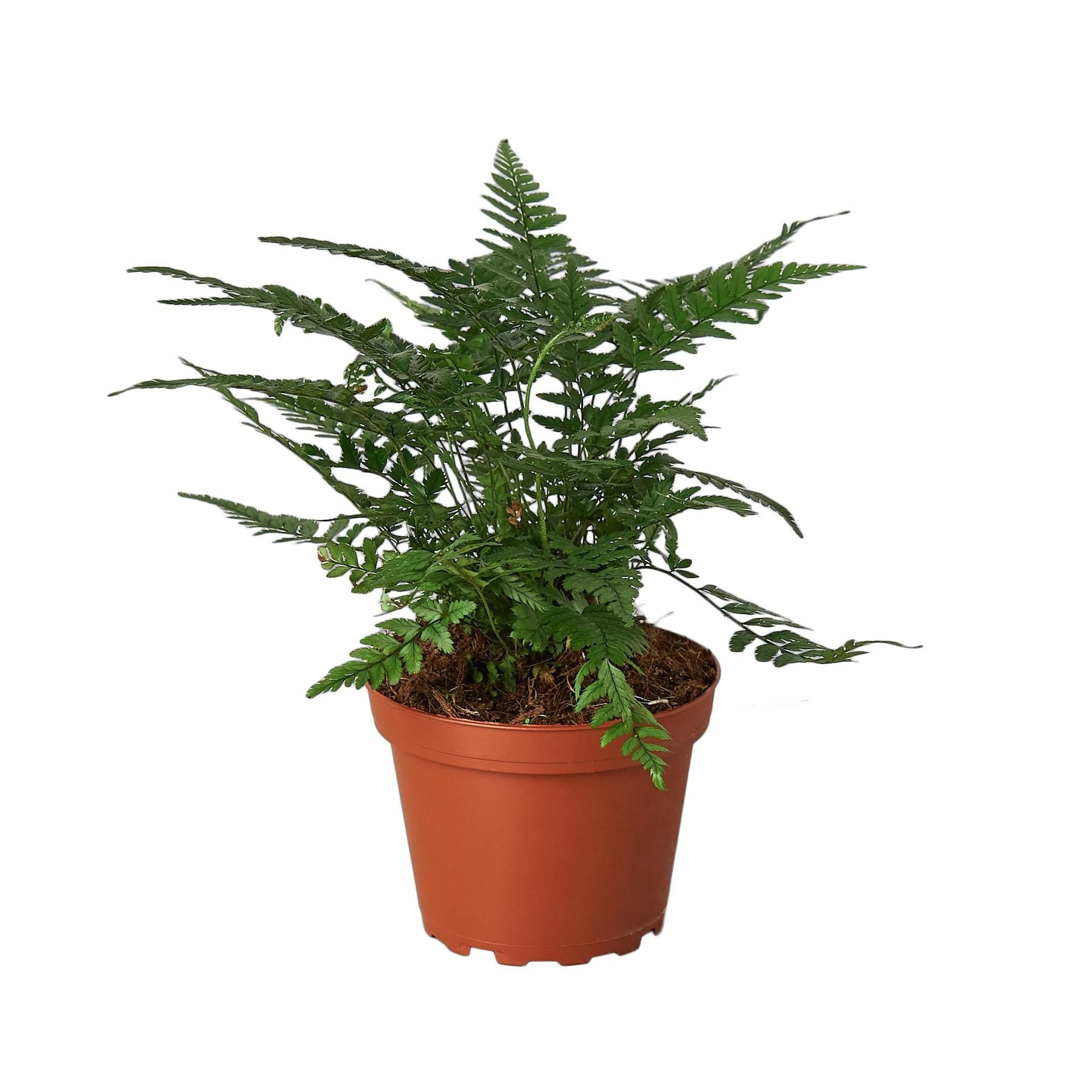 'Korean Rock' Fern