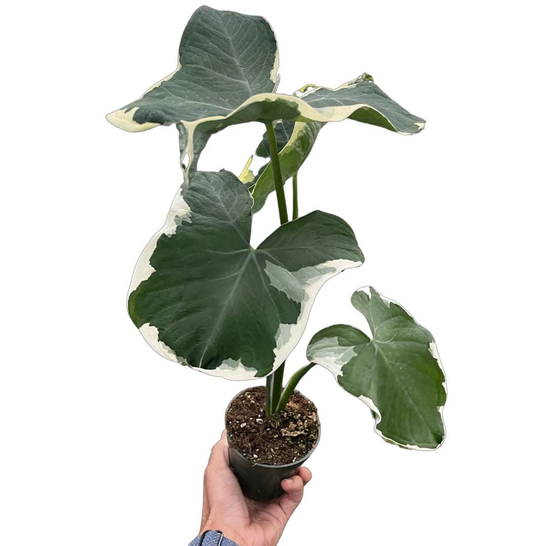 Alocasia 'Mickey Mouse' (Xanthosoma sagittifolium 'Variegatum Monstrosum') Indoor Plants 2" Pot Austin Jungle Co.