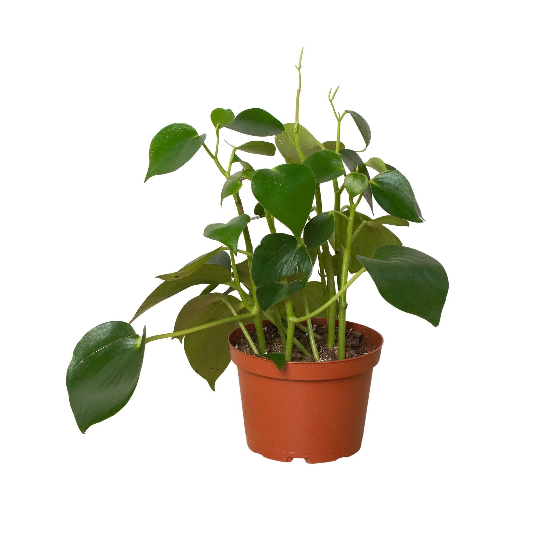 Austin Jungle Co. 3" Pot Indoor Plants Peperomia 'Raindrop'
