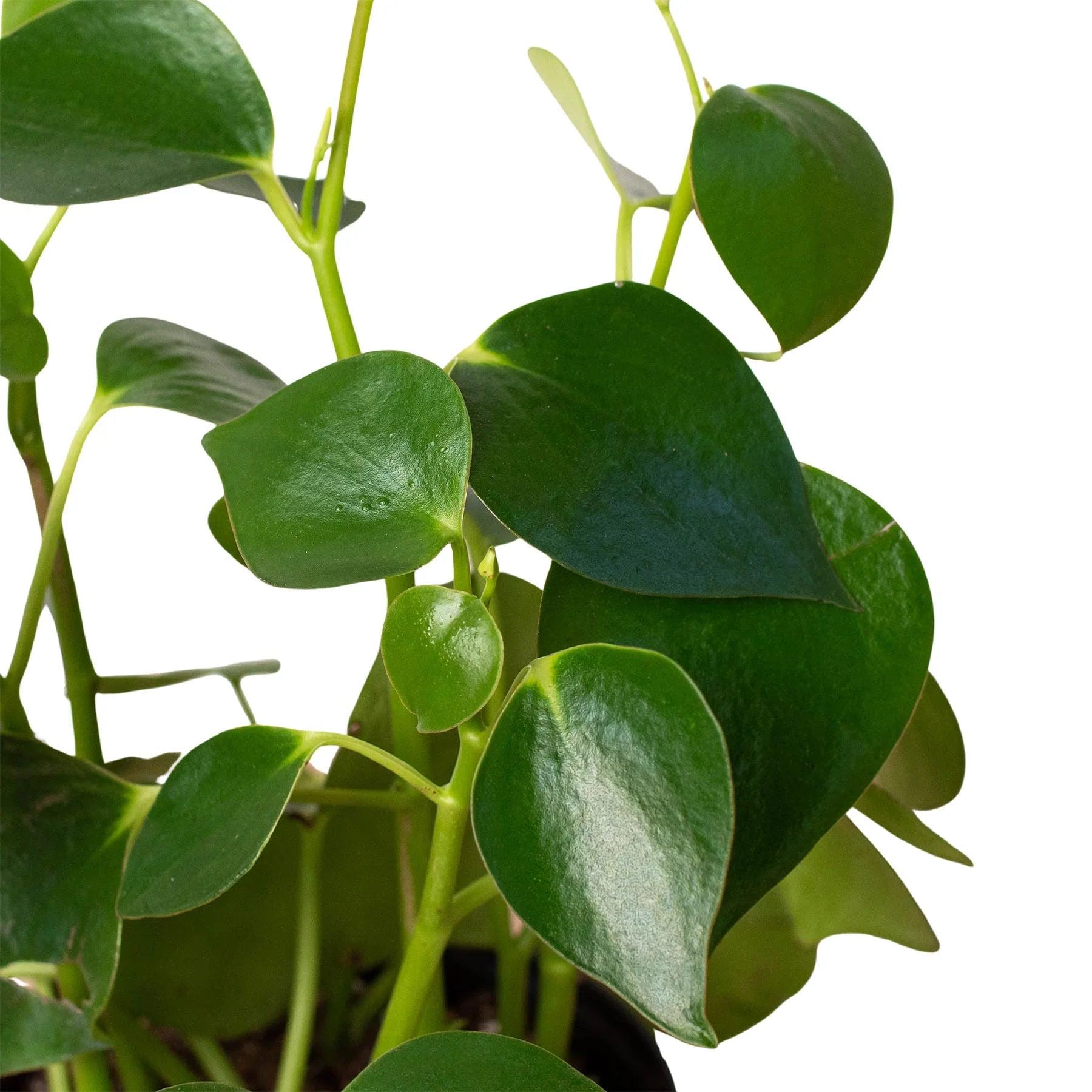 Austin Jungle Co. 3" Pot Indoor Plants Peperomia 'Raindrop'