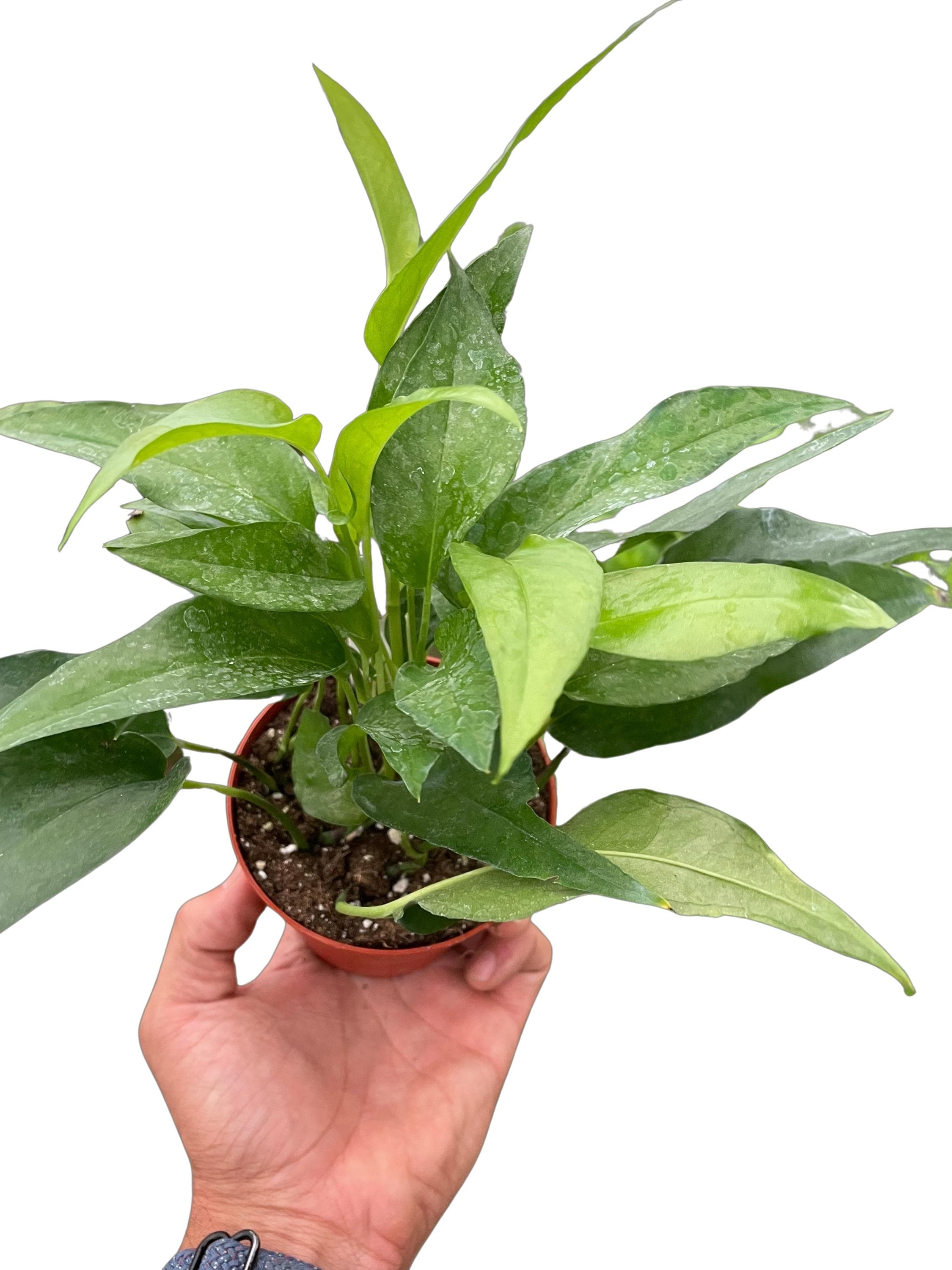 Pothos Skeleton Key