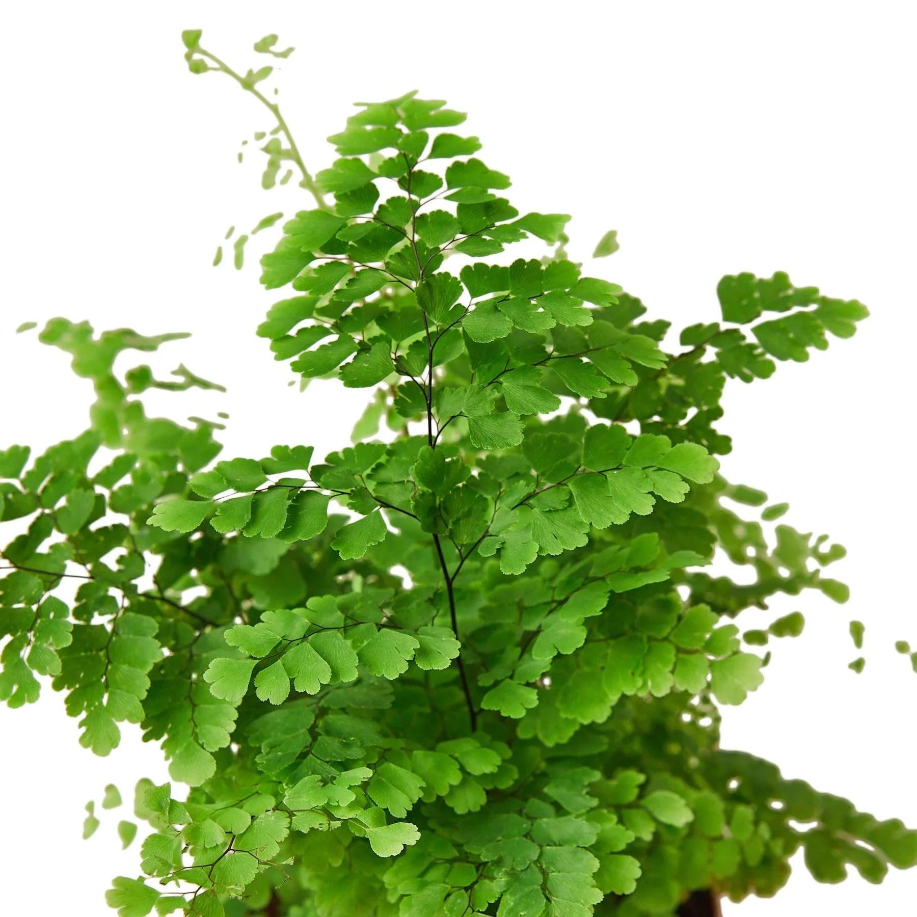 Maidenhair Fern Indoor Plants 4" Pot / Nursery Pot Austin Jungle Co.