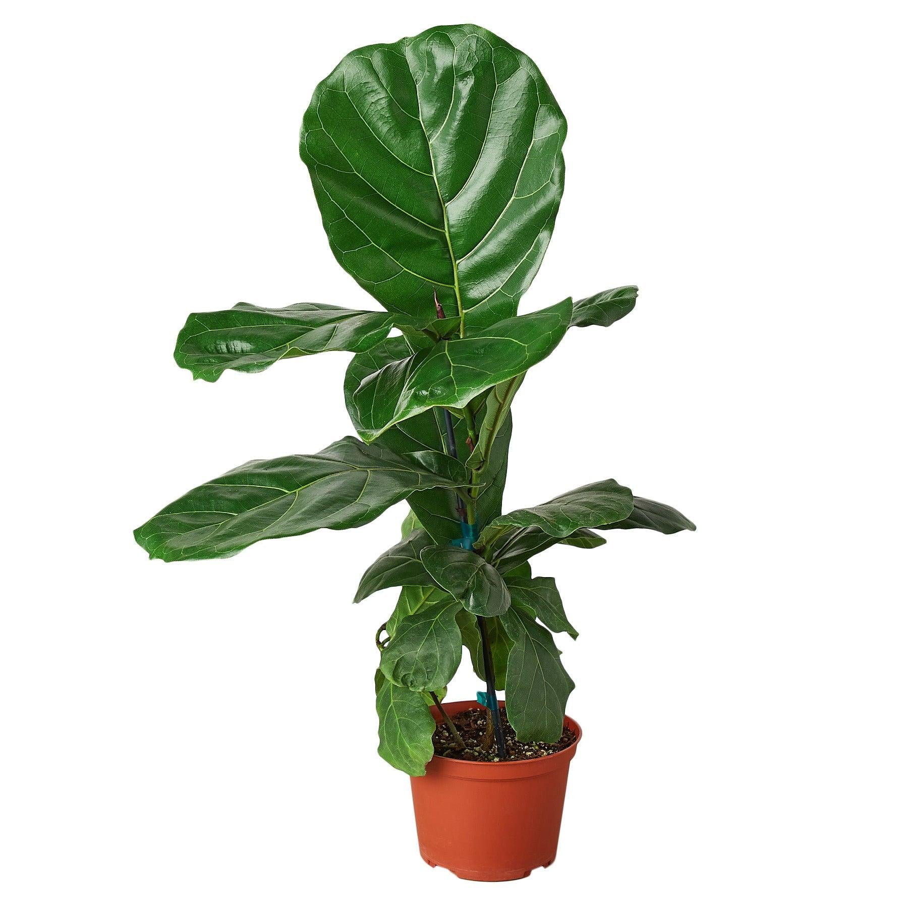 May include: A potted fiddle leaf fig plant with large, green leaves. The plant is in a brown plastic pot and is about 18 inches tall.