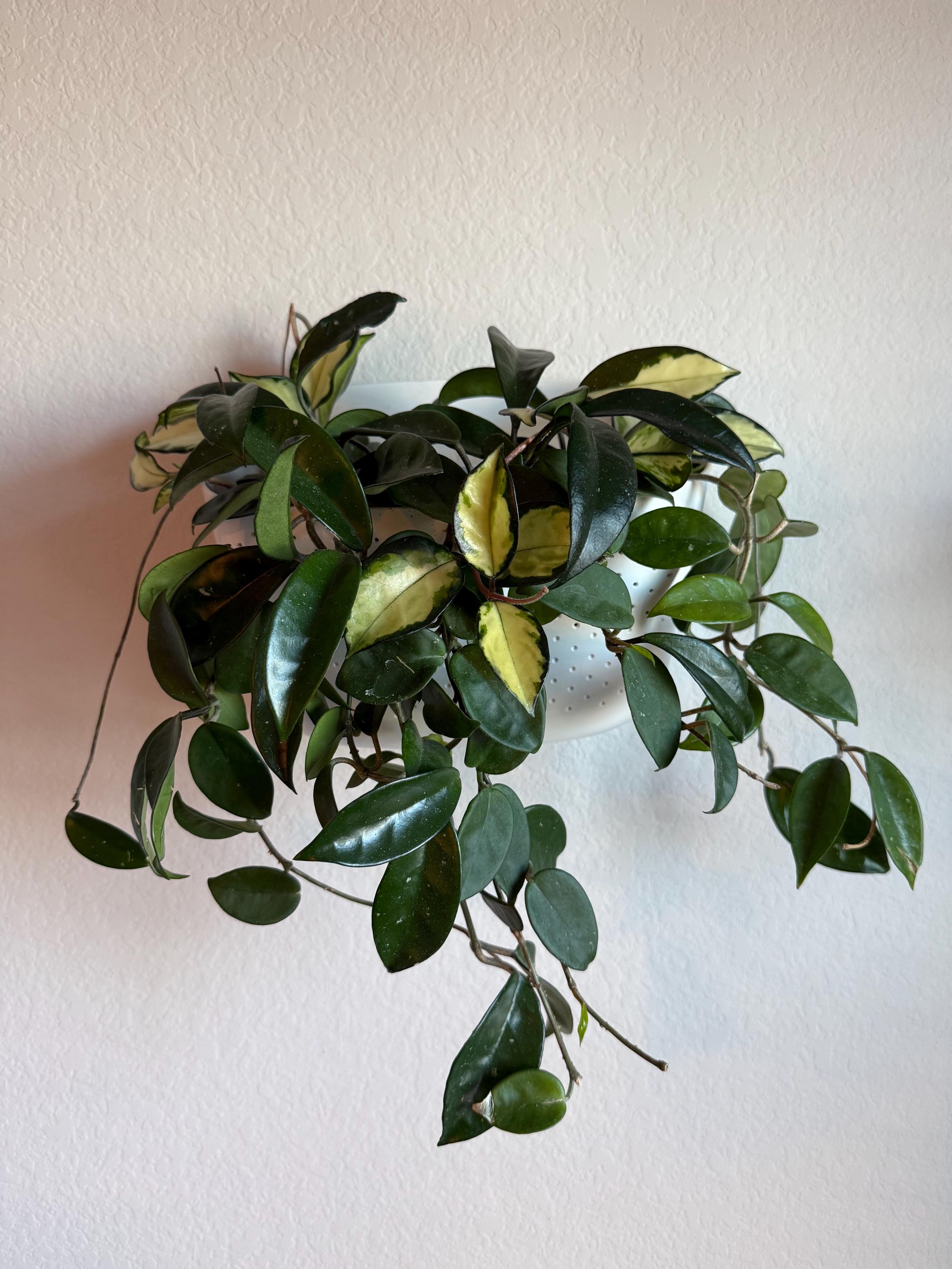 Austin Jungle Co. 4" Pot / Black Cylinder Hoya Carnosa 'Krimson Princess'