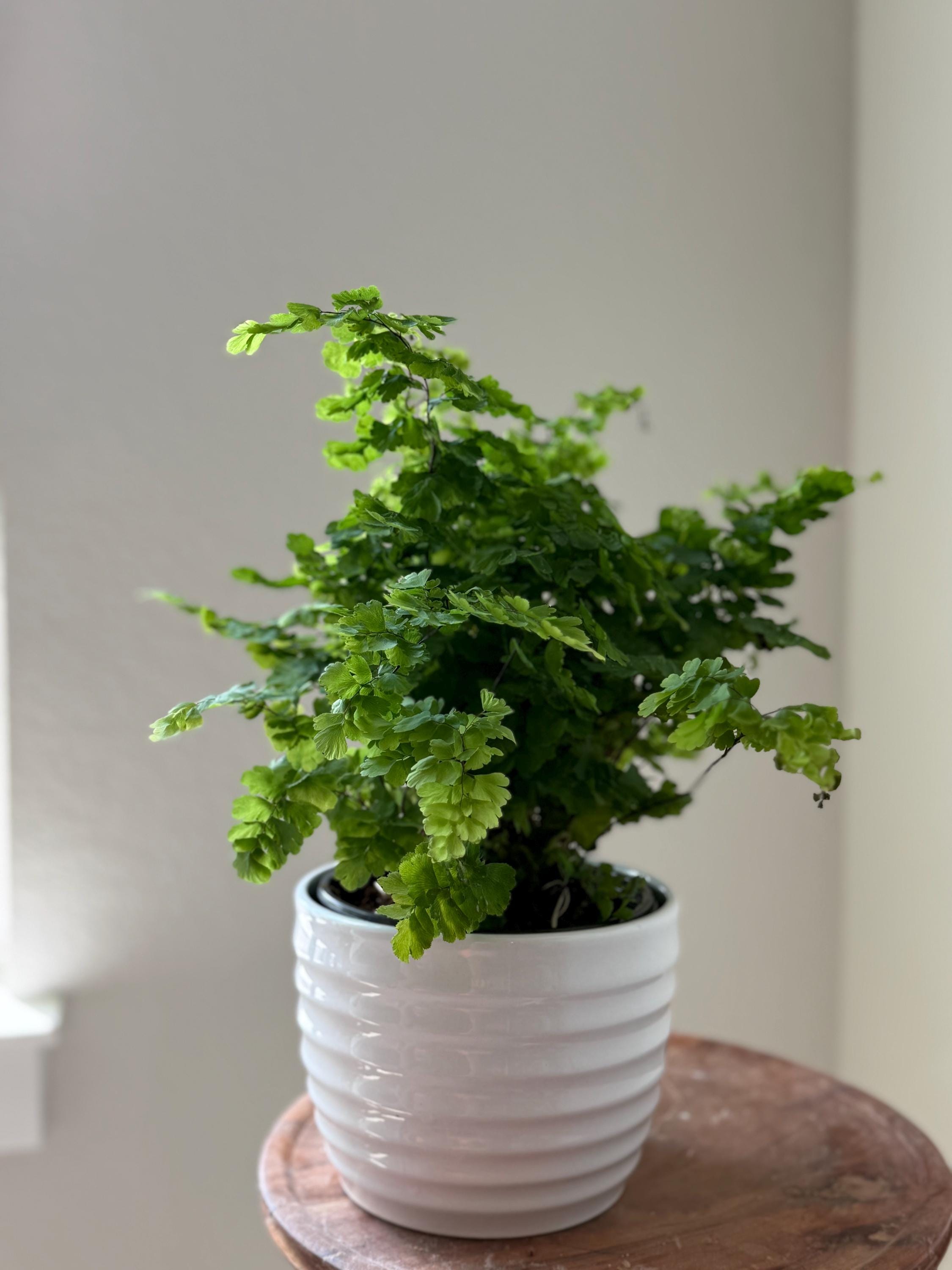 Maidenhair Fern Indoor Plants 4" Pot / Nursery Pot Austin Jungle Co.