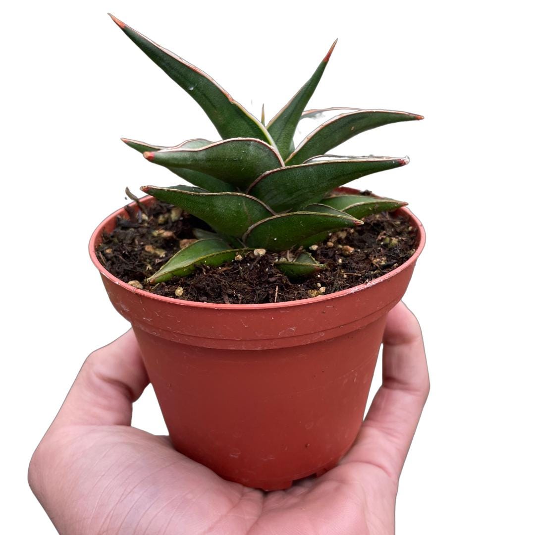 Austin Jungle Co. 3" Pot 6" Plant (1pk/$4.5) ($10 Ship/31oz) Snake 'Lavranos'