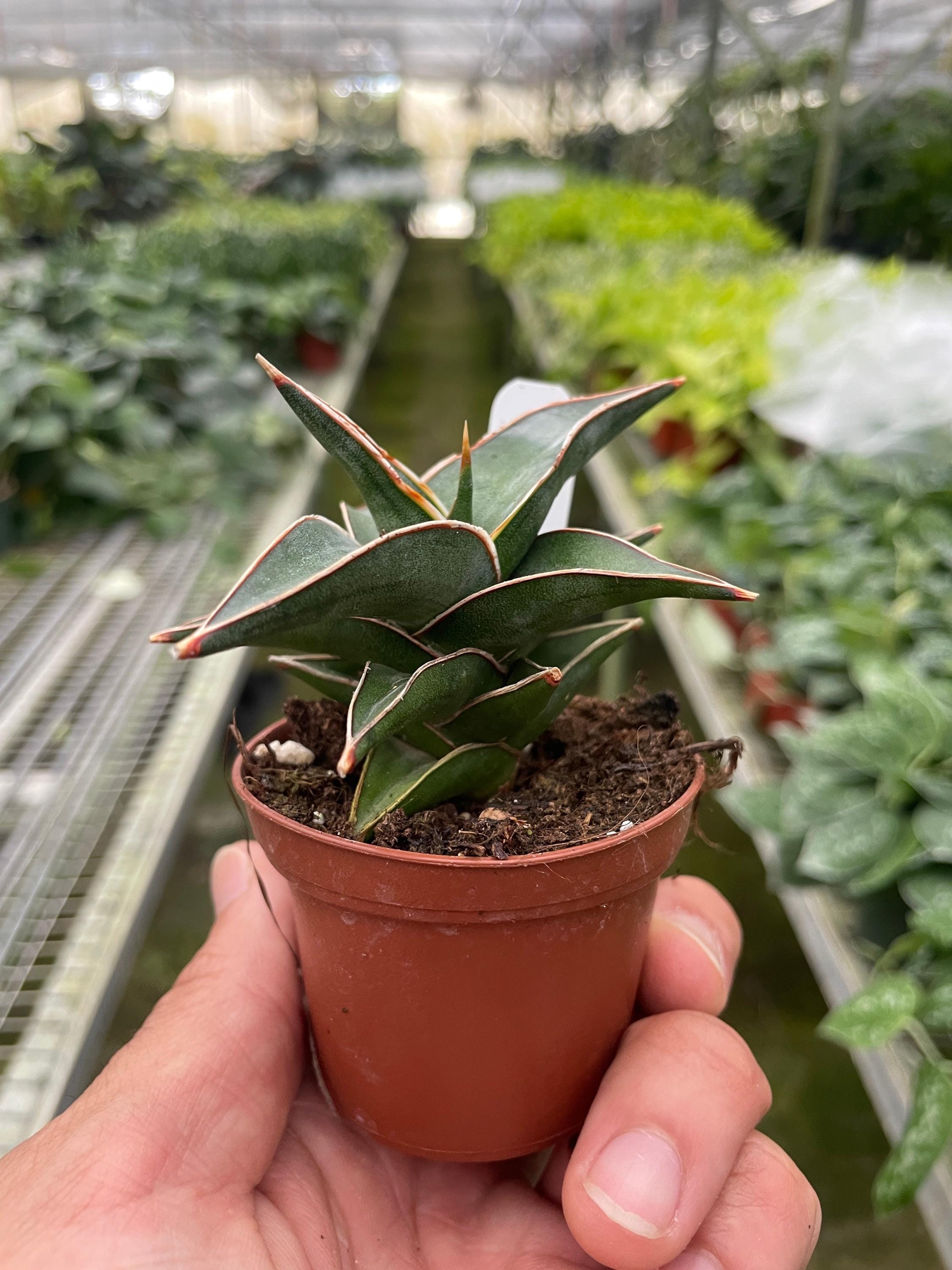 Austin Jungle Co. 3" Pot 6" Plant (1pk/$4.5) ($10 Ship/31oz) Snake 'Lavranos'