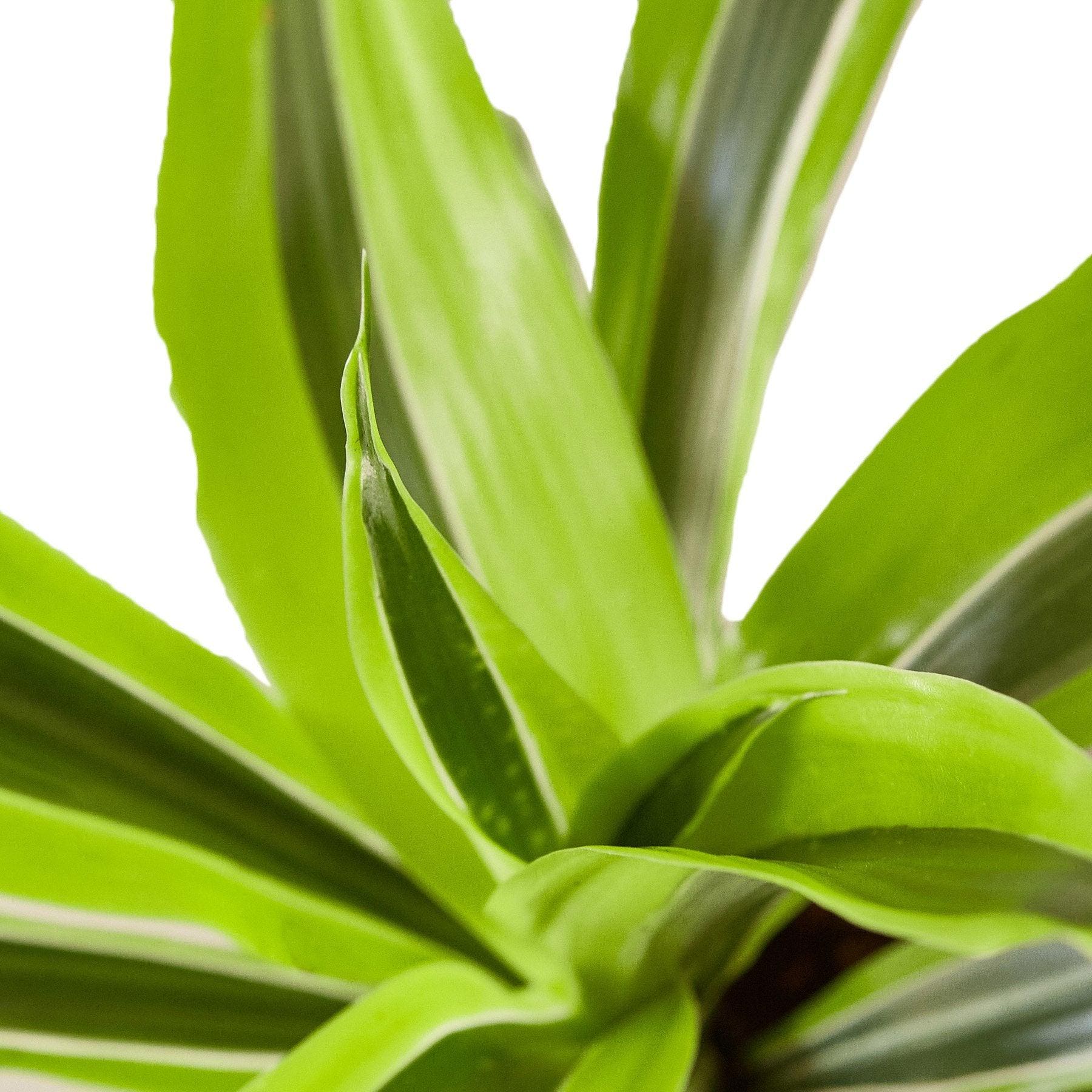 Austin Jungle Co. 4" Pot Indoor Plants Dracaena Deremensis 'Lemon Lime'