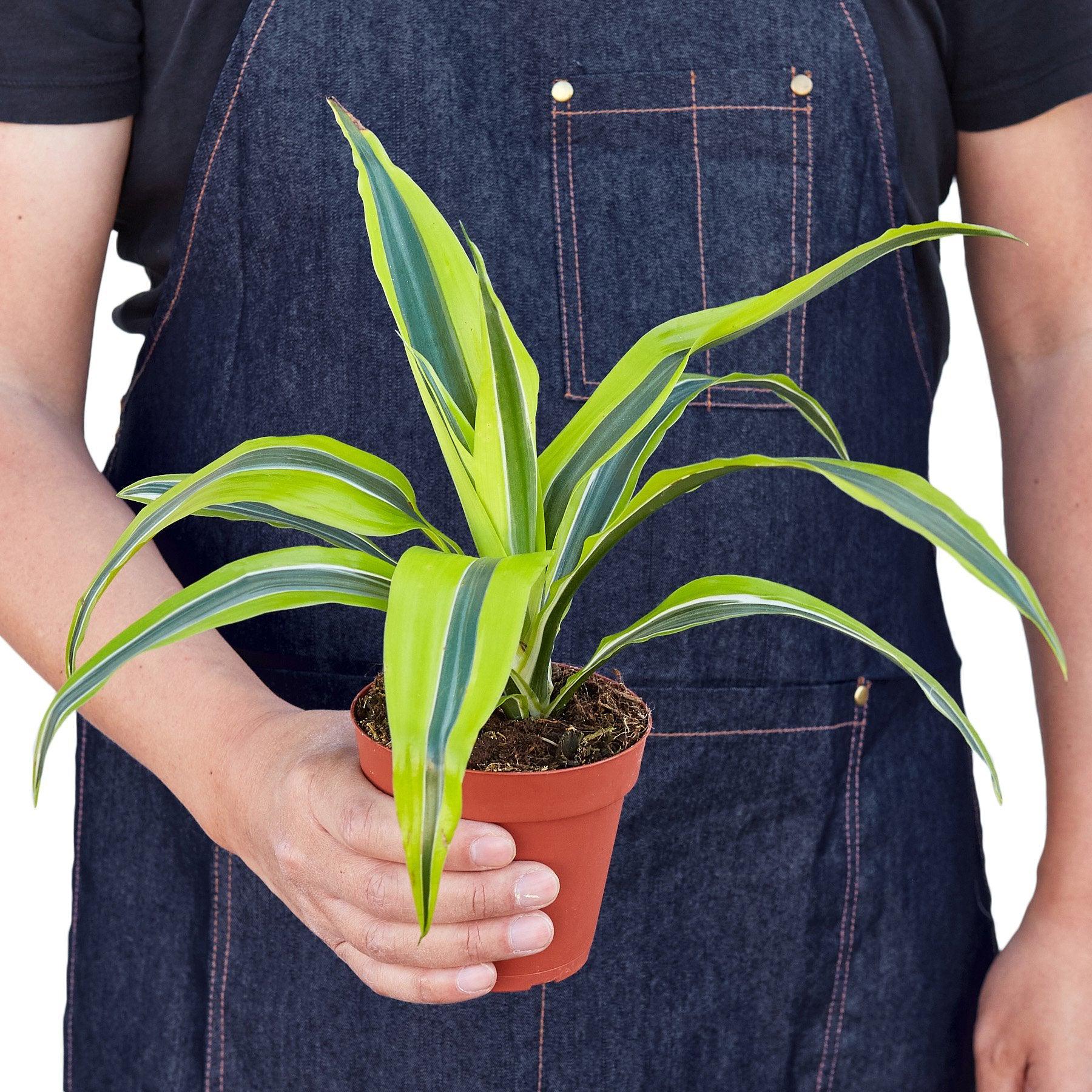 Austin Jungle Co. 4" Pot Indoor Plants Dracaena Deremensis 'Lemon Lime'