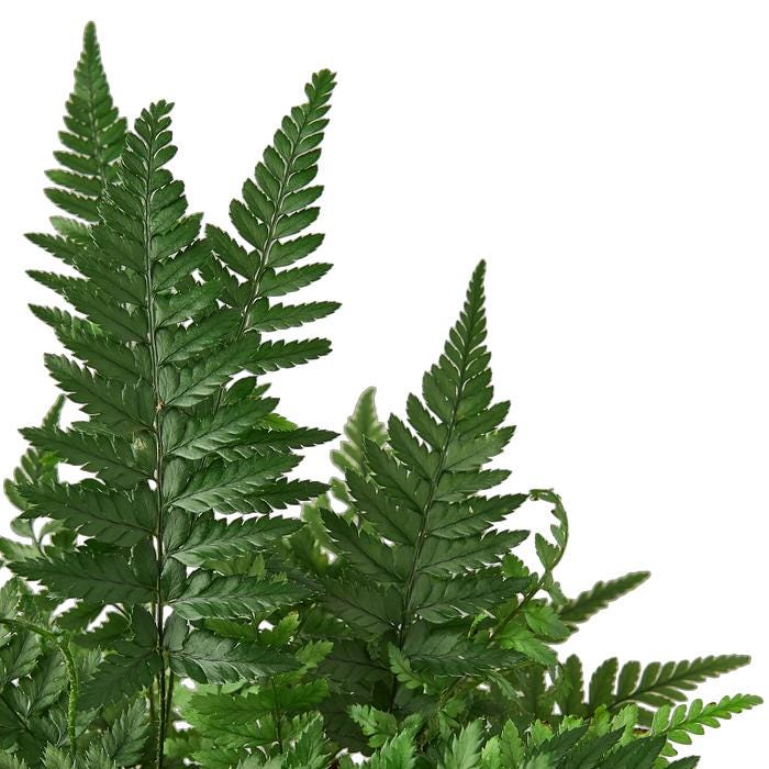 'Korean Rock' Fern