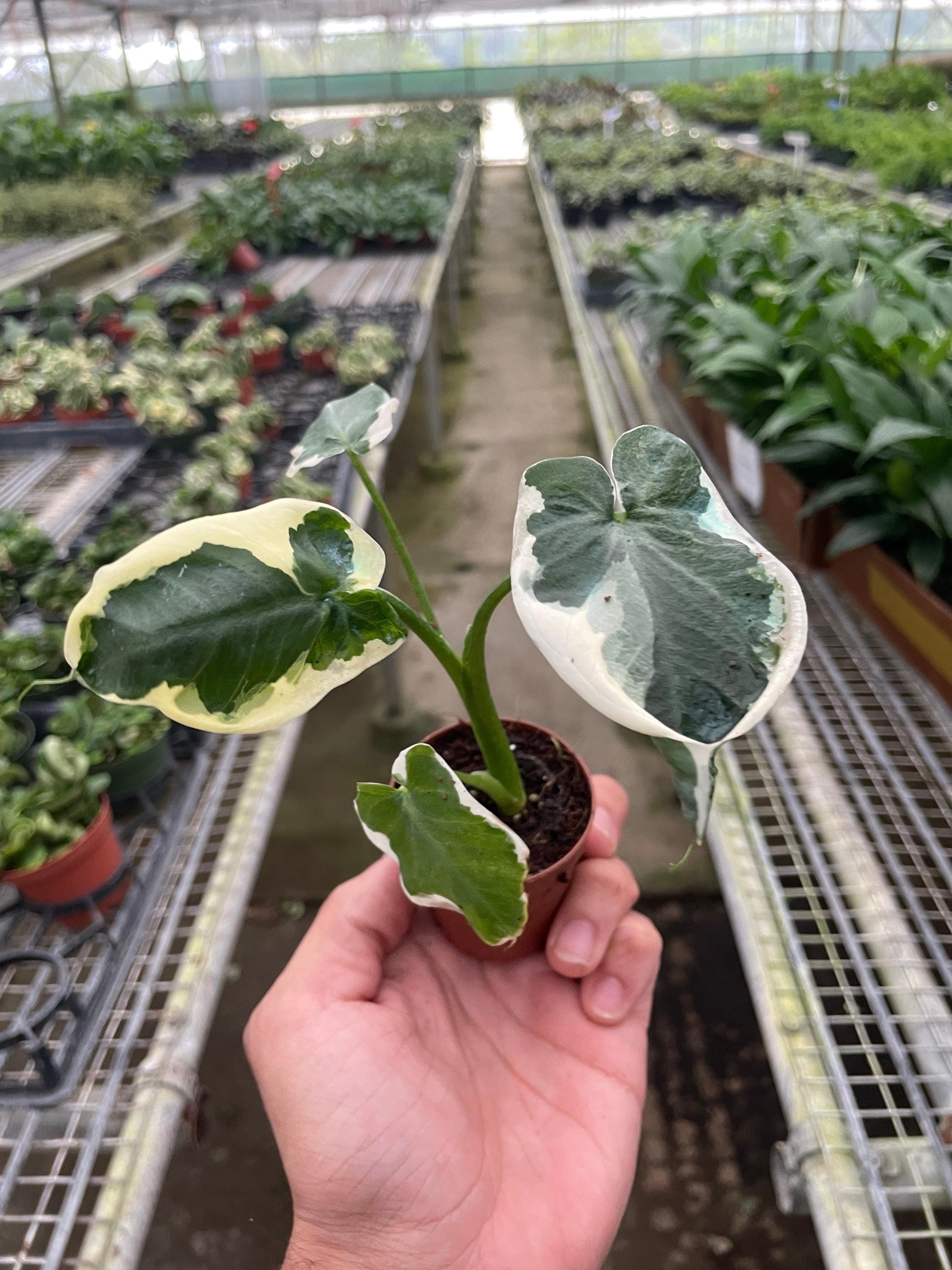 Alocasia 'Mickey Mouse' (Xanthosoma sagittifolium 'Variegatum Monstrosum') Indoor Plants 2" Pot Austin Jungle Co.