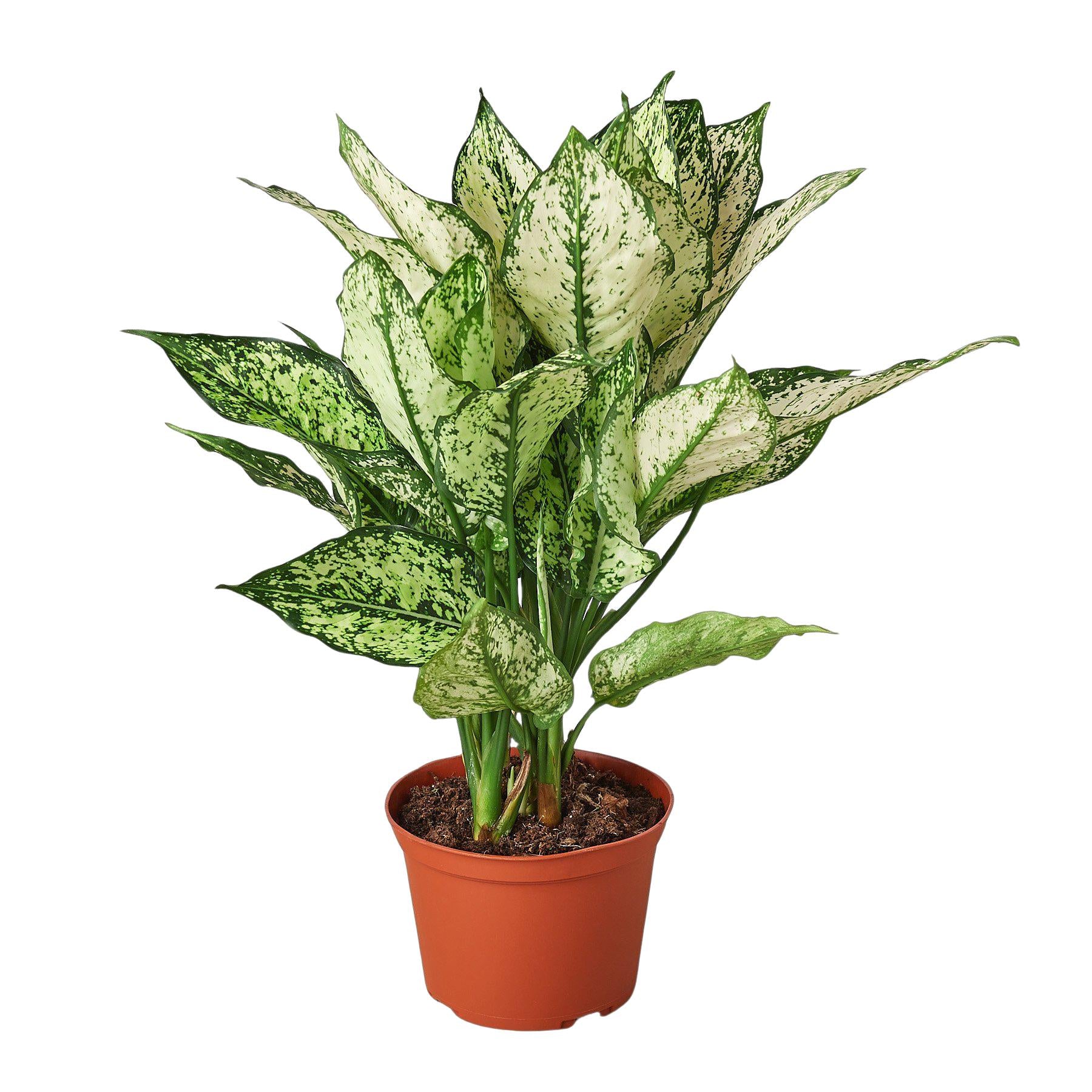 Chinese Evergreen 'First Diamond'