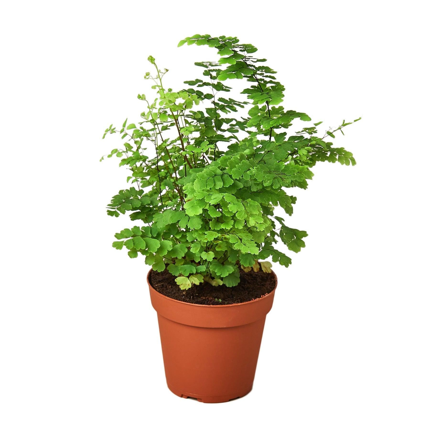 Maidenhair Fern Indoor Plants 4" Pot / Nursery Pot Austin Jungle Co.
