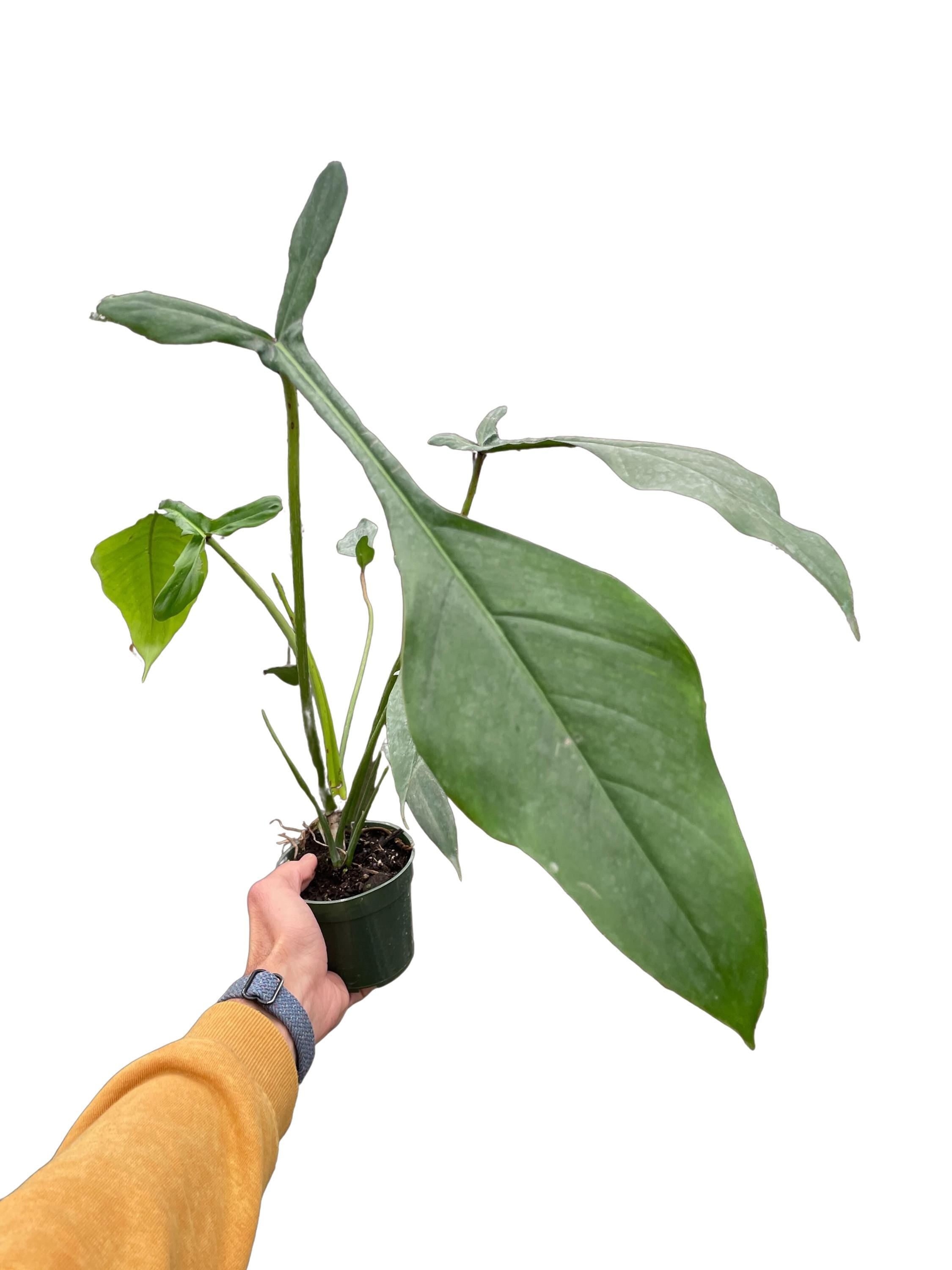 Philodendron 'Joepii'