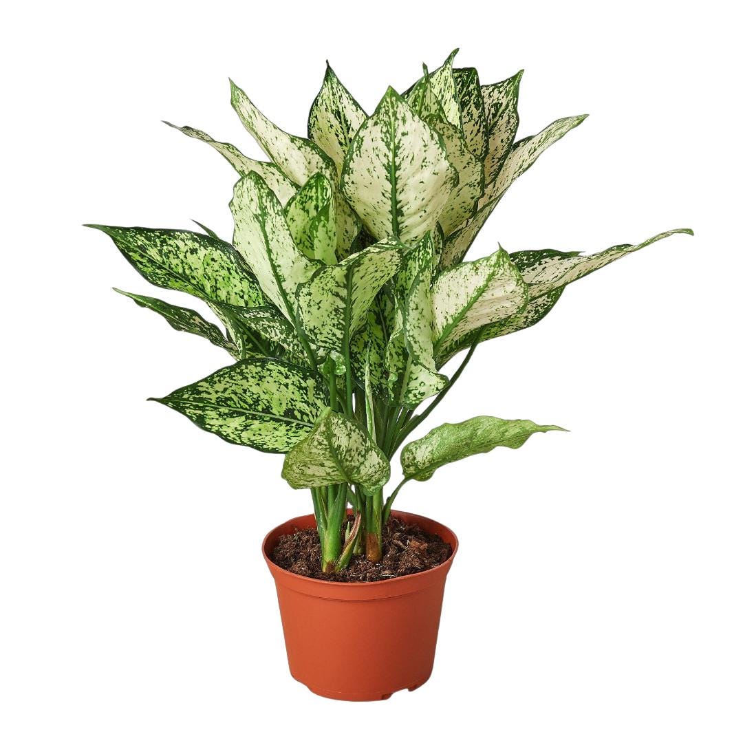 Chinese Evergreen 'First Diamond'