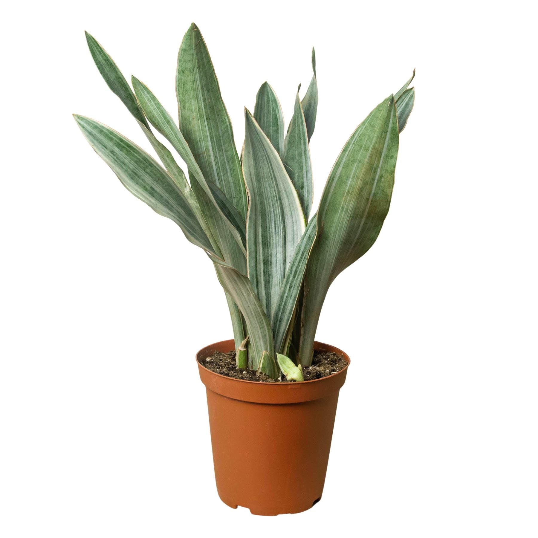 May include: A potted snake plant with light green and silver leaves. The plant is in a brown plastic pot.
