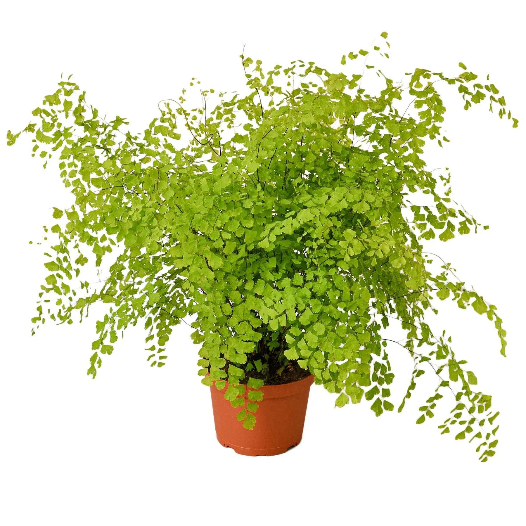 Maidenhair Fern Indoor Plants 6" Pot / Nursery Pot Austin Jungle Co.