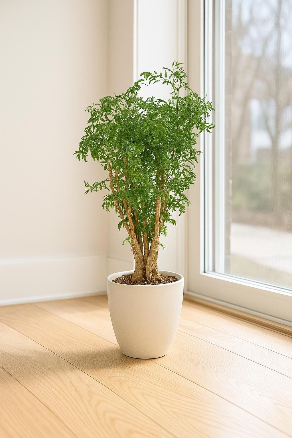 Aralia Ming Stump Plant