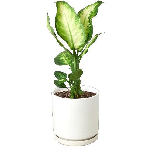 Dieffenbachia Camille
