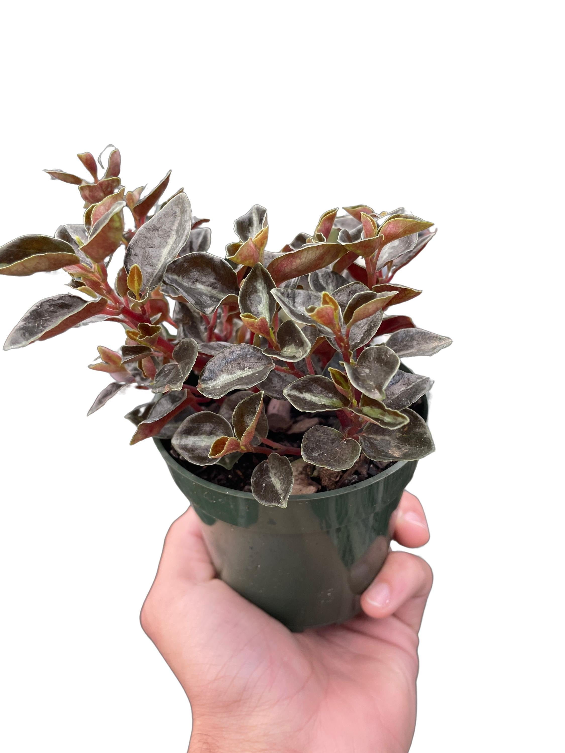 Peperomia 'Metallica' Indoor Plants 4" Pot Austin Jungle Co.