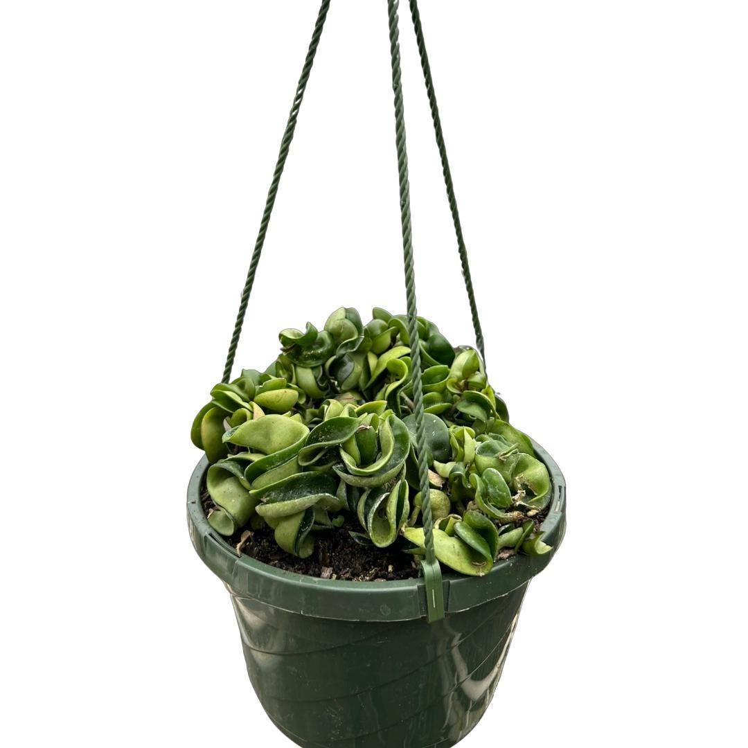 Hoya Rope Plant