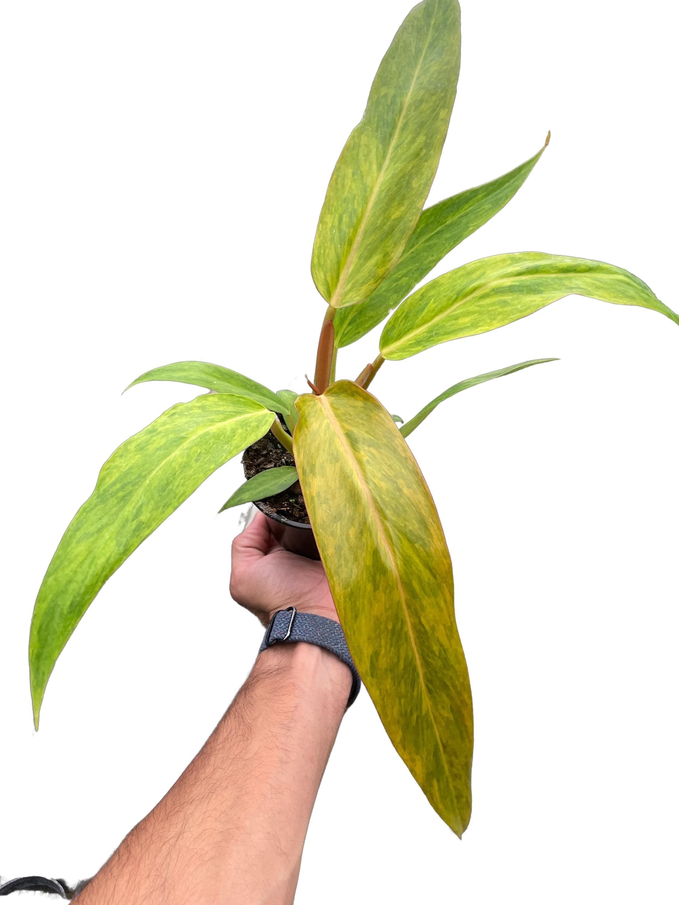 Philodendron 'Orange Marmalade' Indoor Plants 2" Pot Austin Jungle Co.