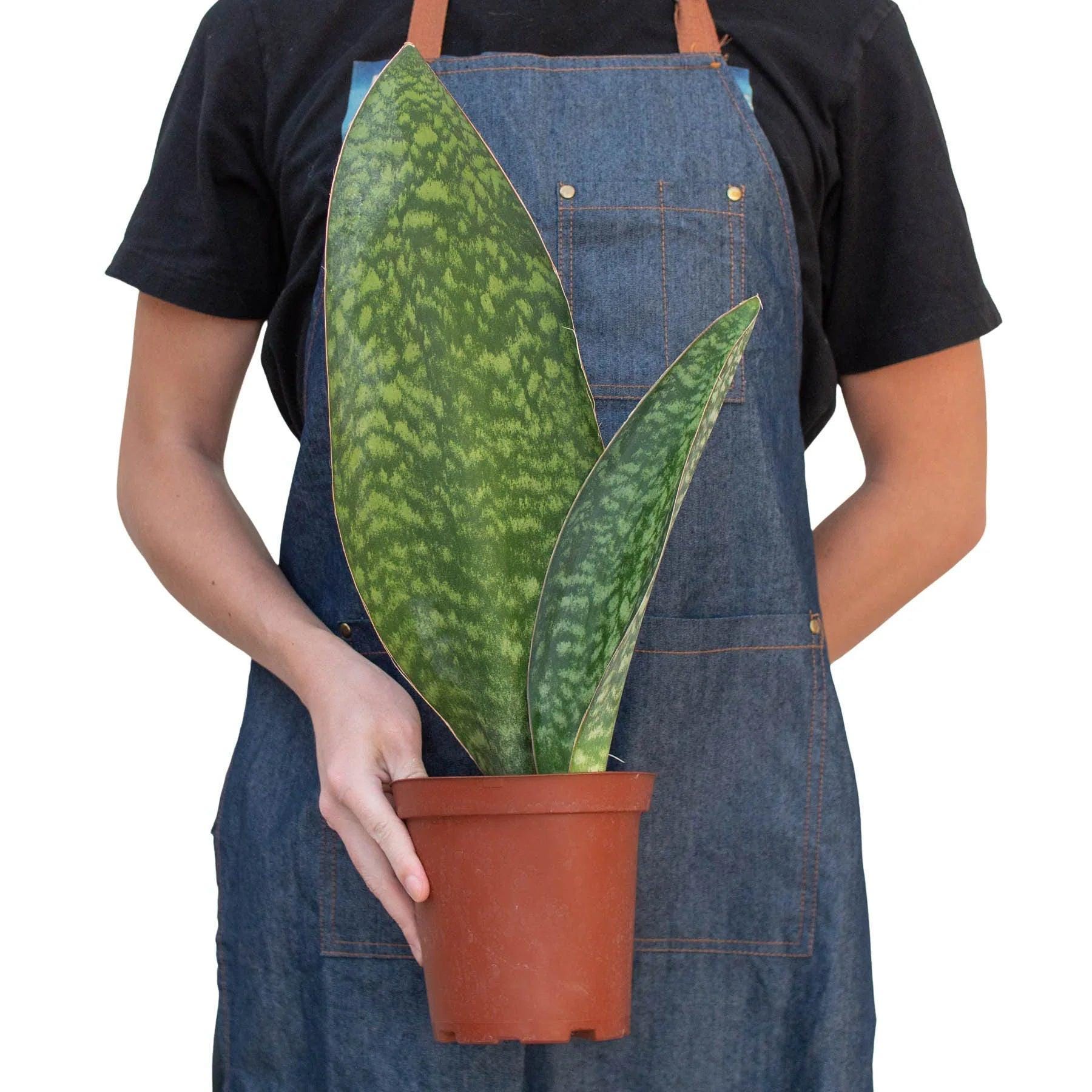Shark Fin Snake Plant 4" Pot Austin Jungle Co.