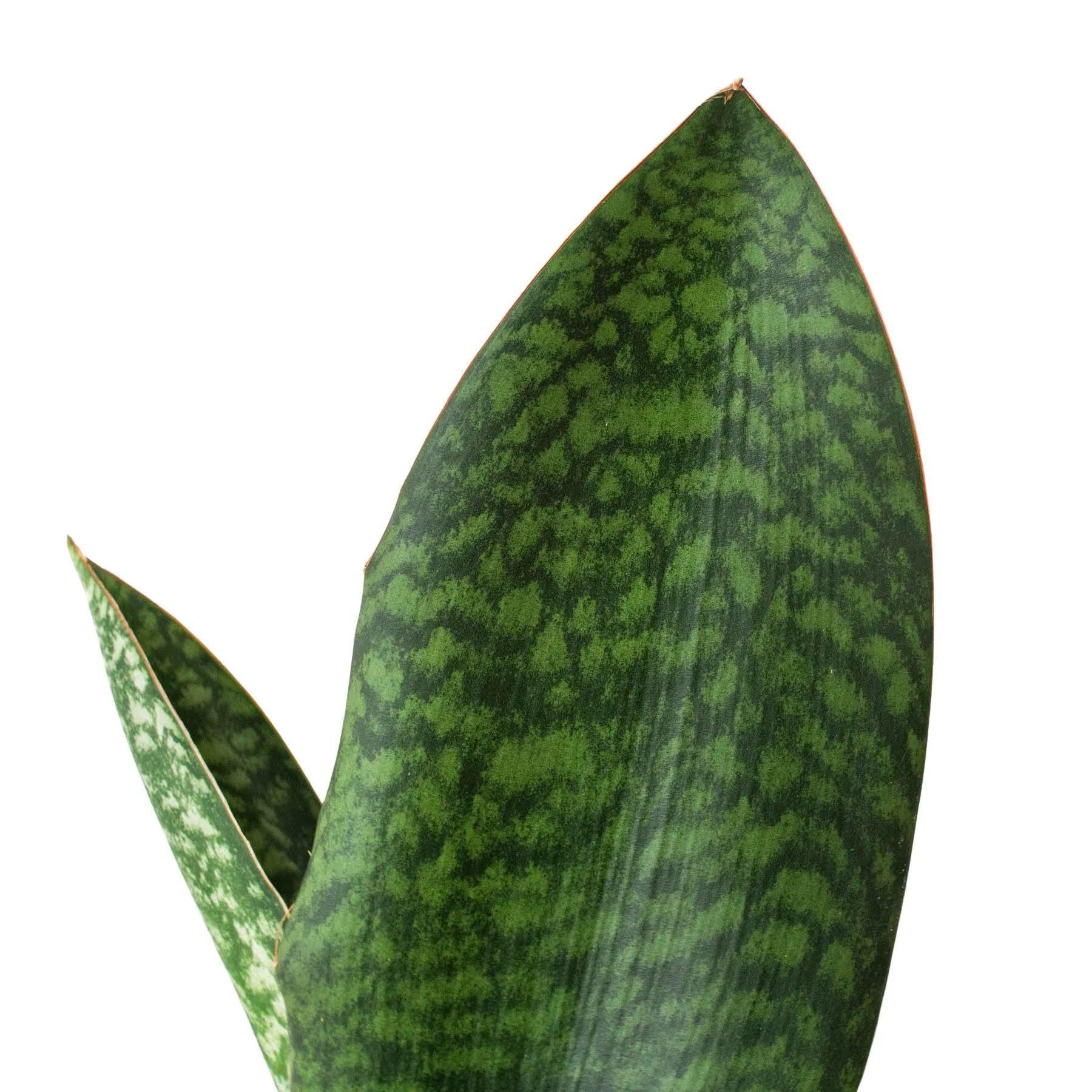 Shark Fin Snake Plant 4" Pot Austin Jungle Co.