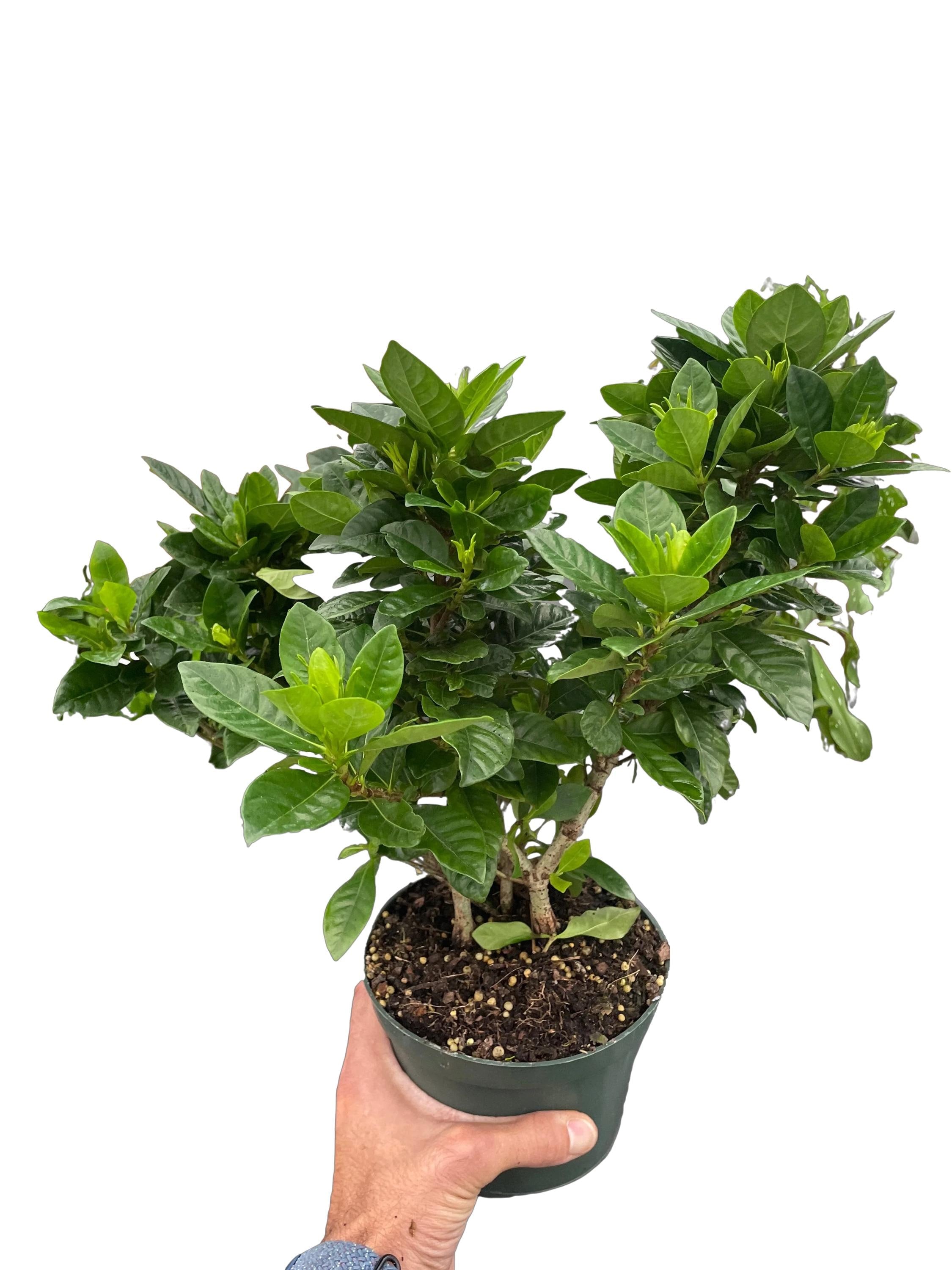 Gardenia 'Bush'